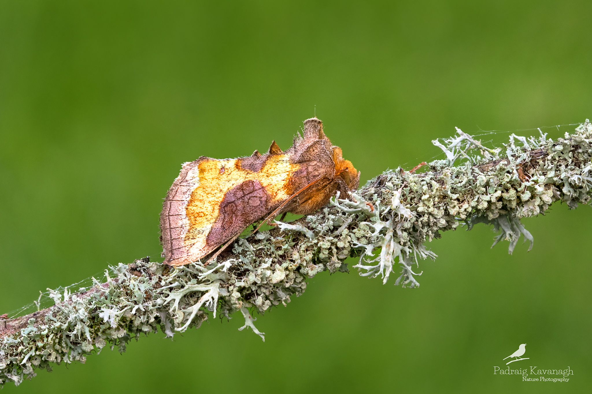 Ottone brunito (Diachrysia chrysitis)