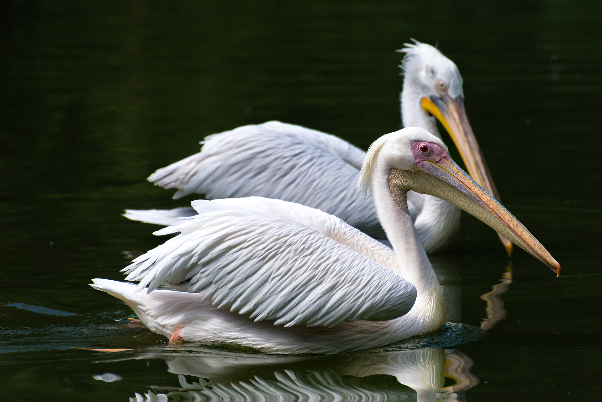 Pelicans