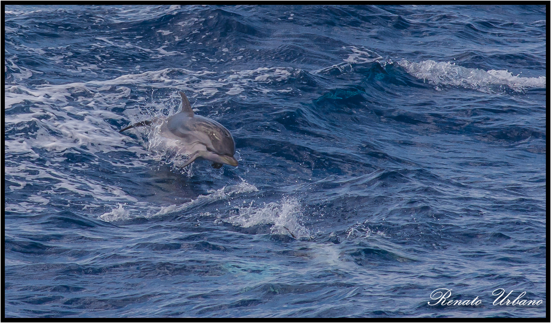 Striped dolphin - Dolphin 1