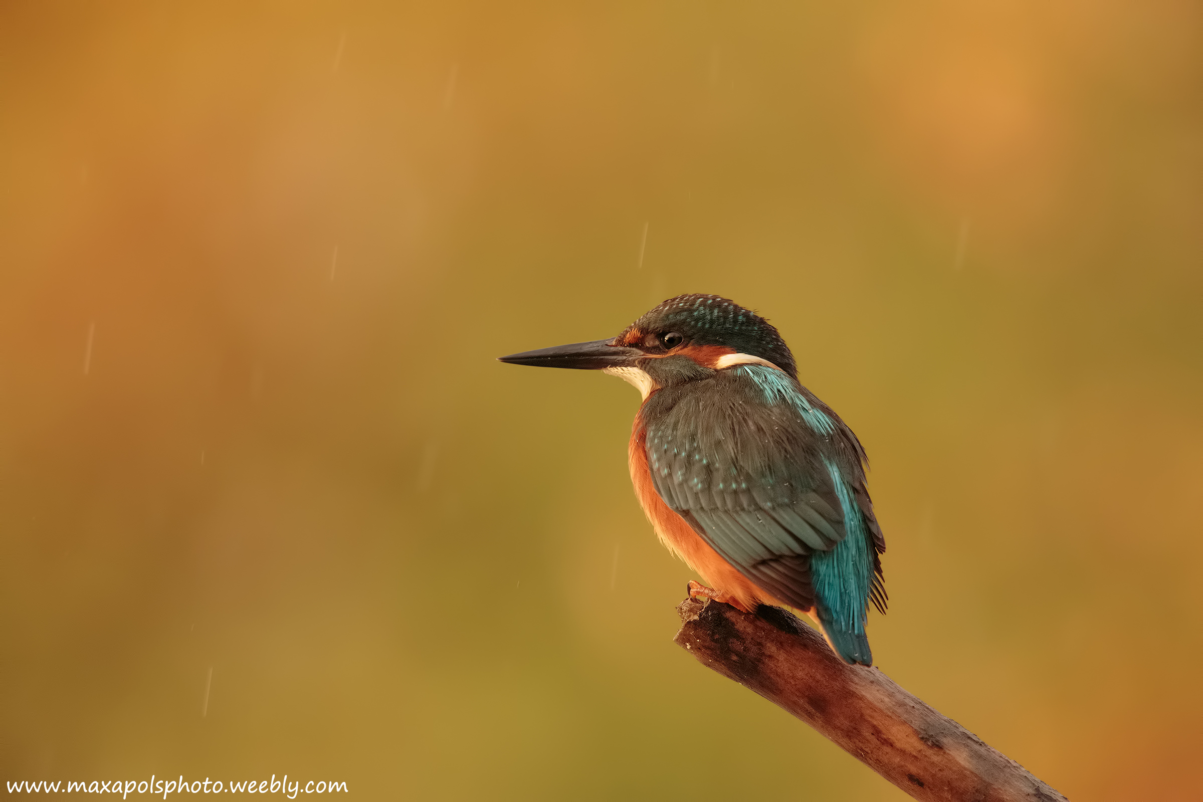 martin pescatore tramonto bagnato...