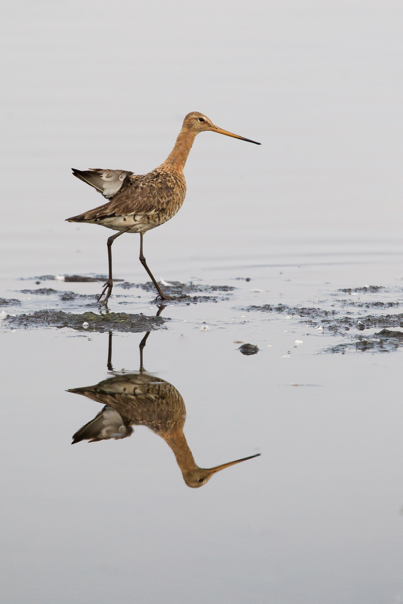 Godwit lame