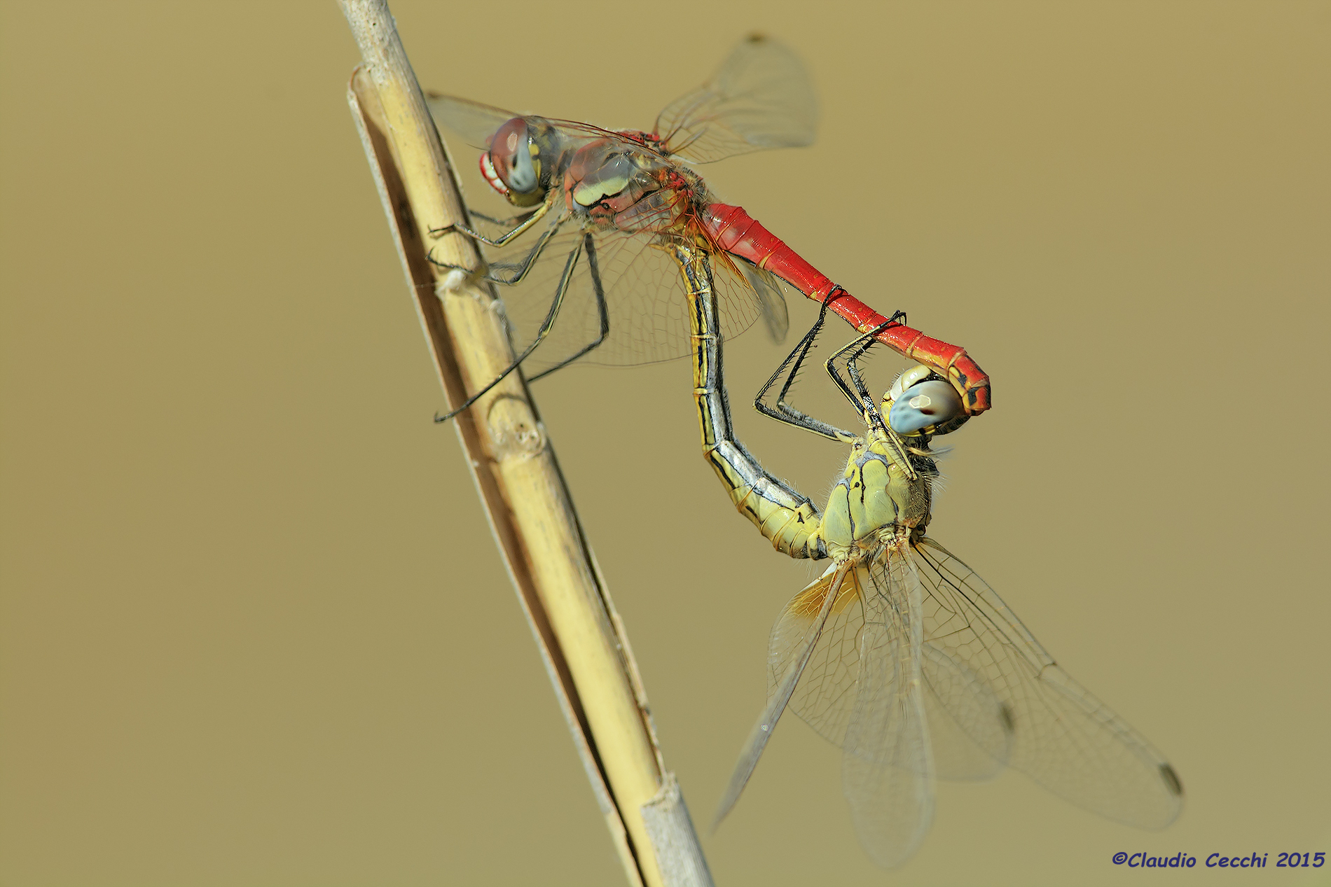 Mating of dragonflies