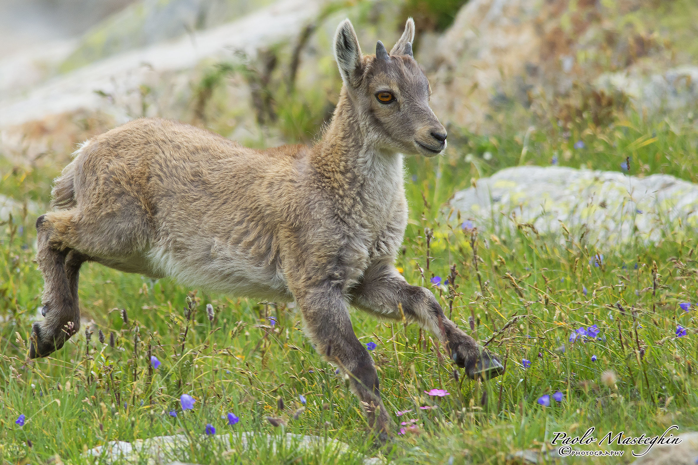 The young ibex enjoying the cool of the morning ...