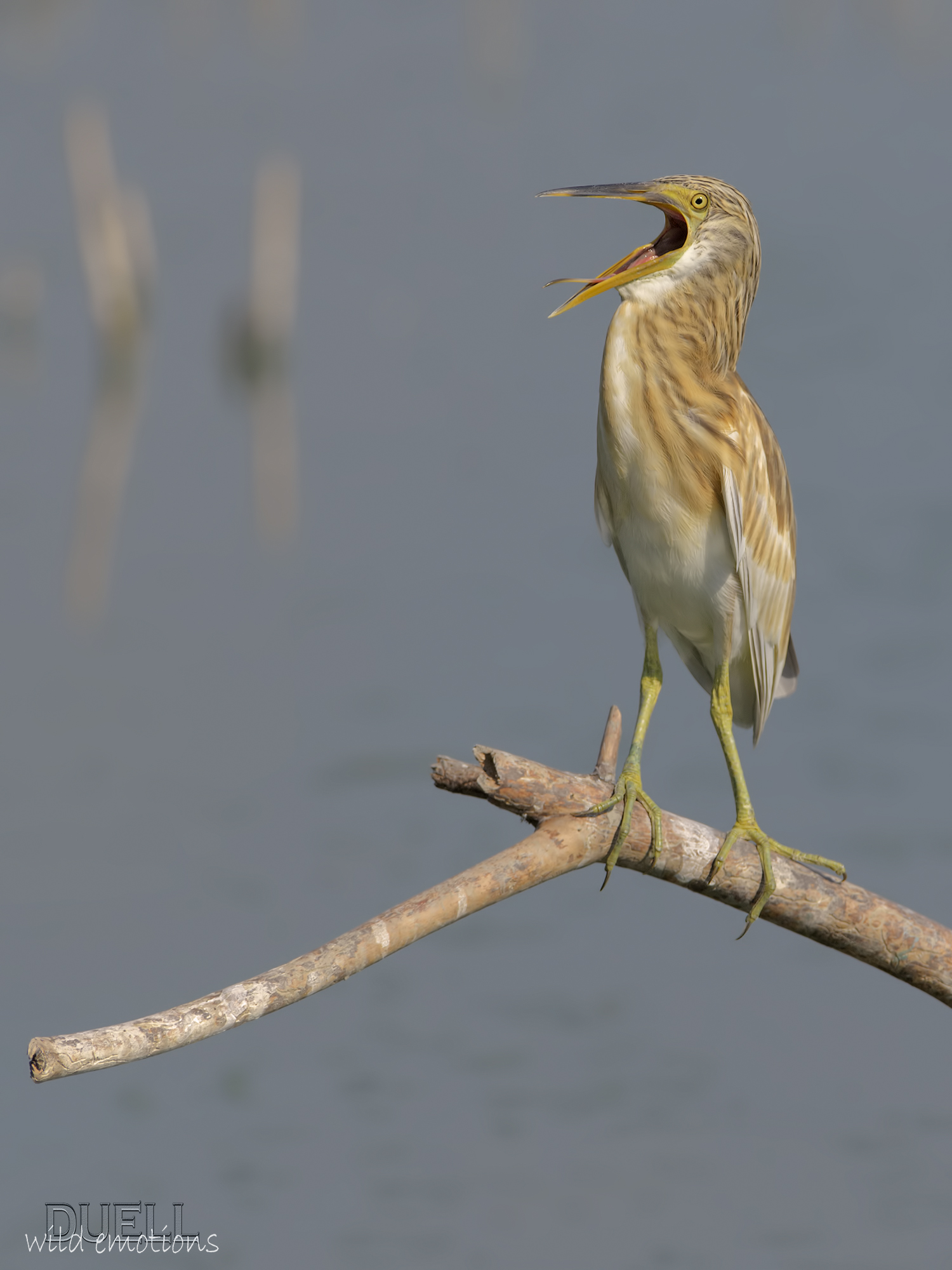 I exaggerated a yawn!