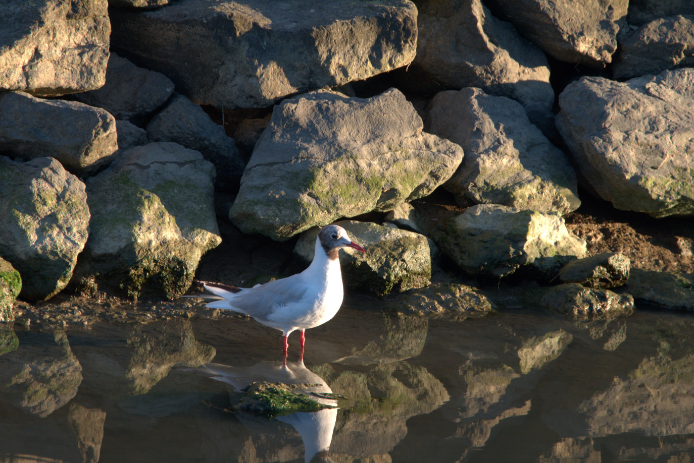 Waiting for the sunset