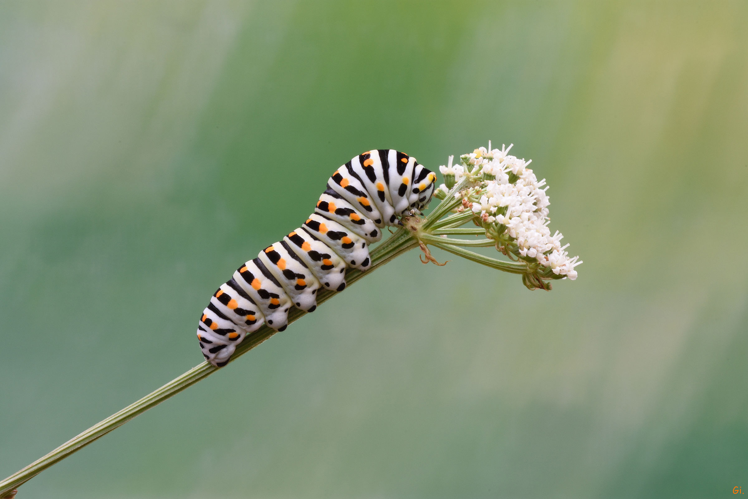 Caterpillar (Papilio Machaon)
