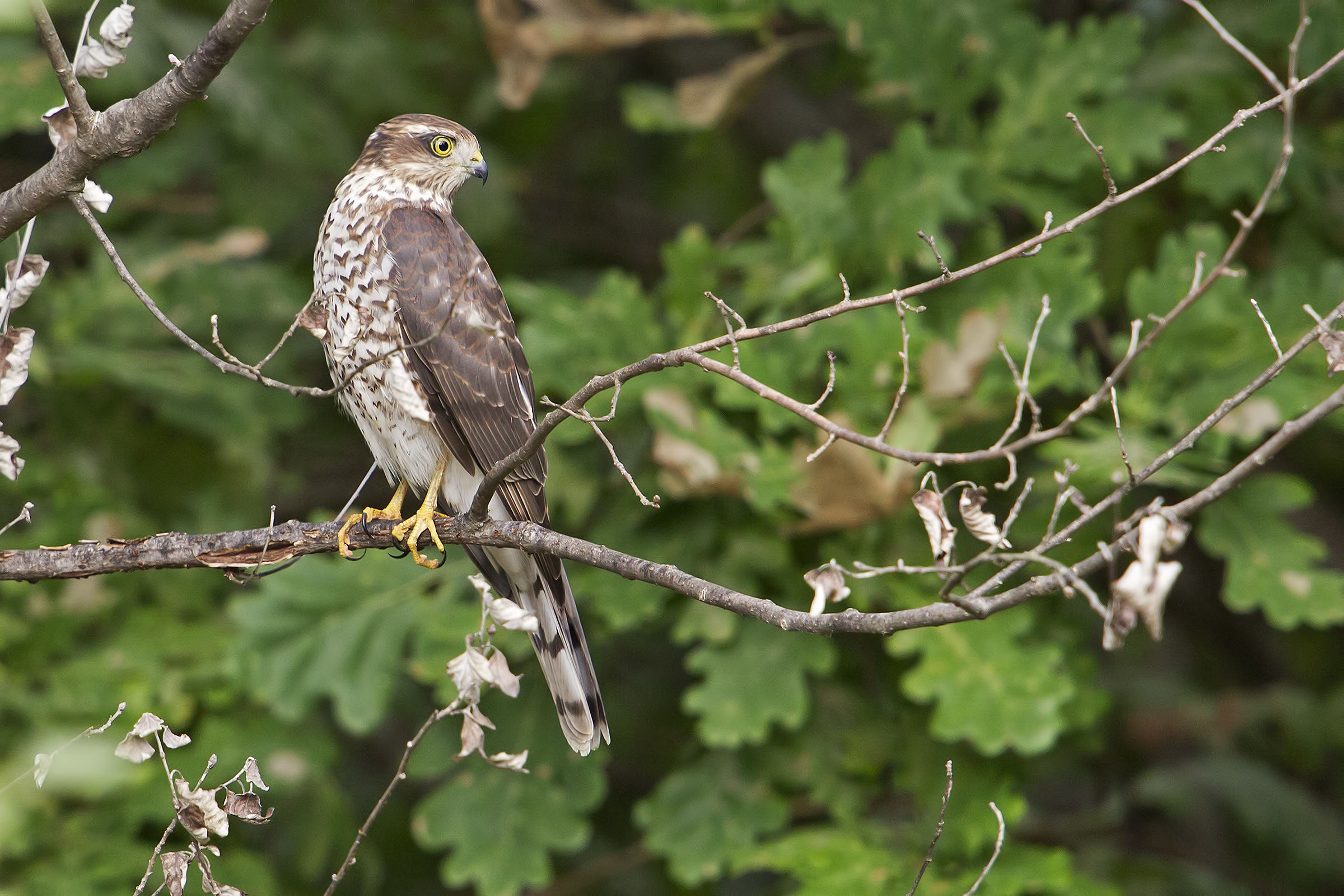 Sparrowhawk