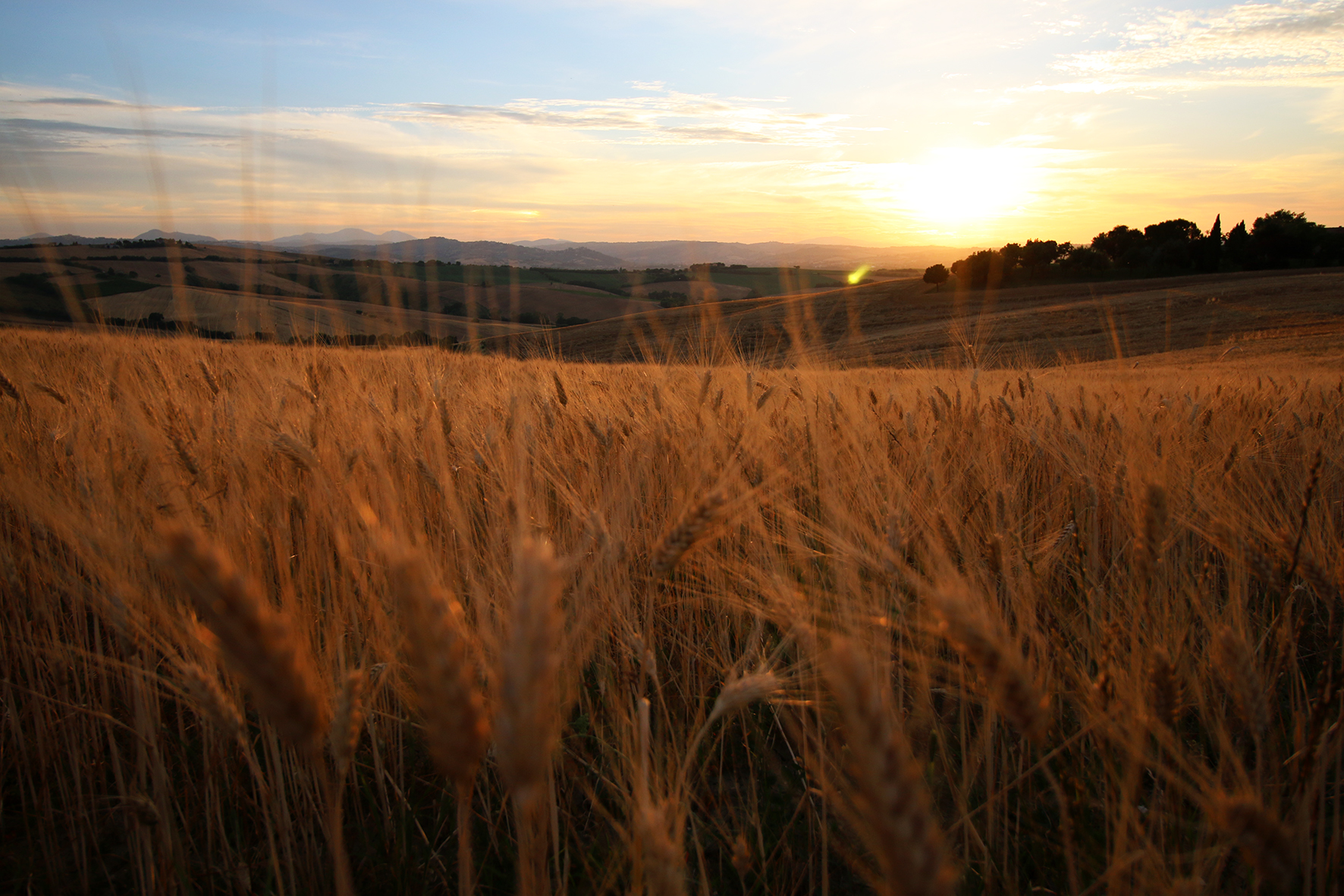 Attraverso il grano...