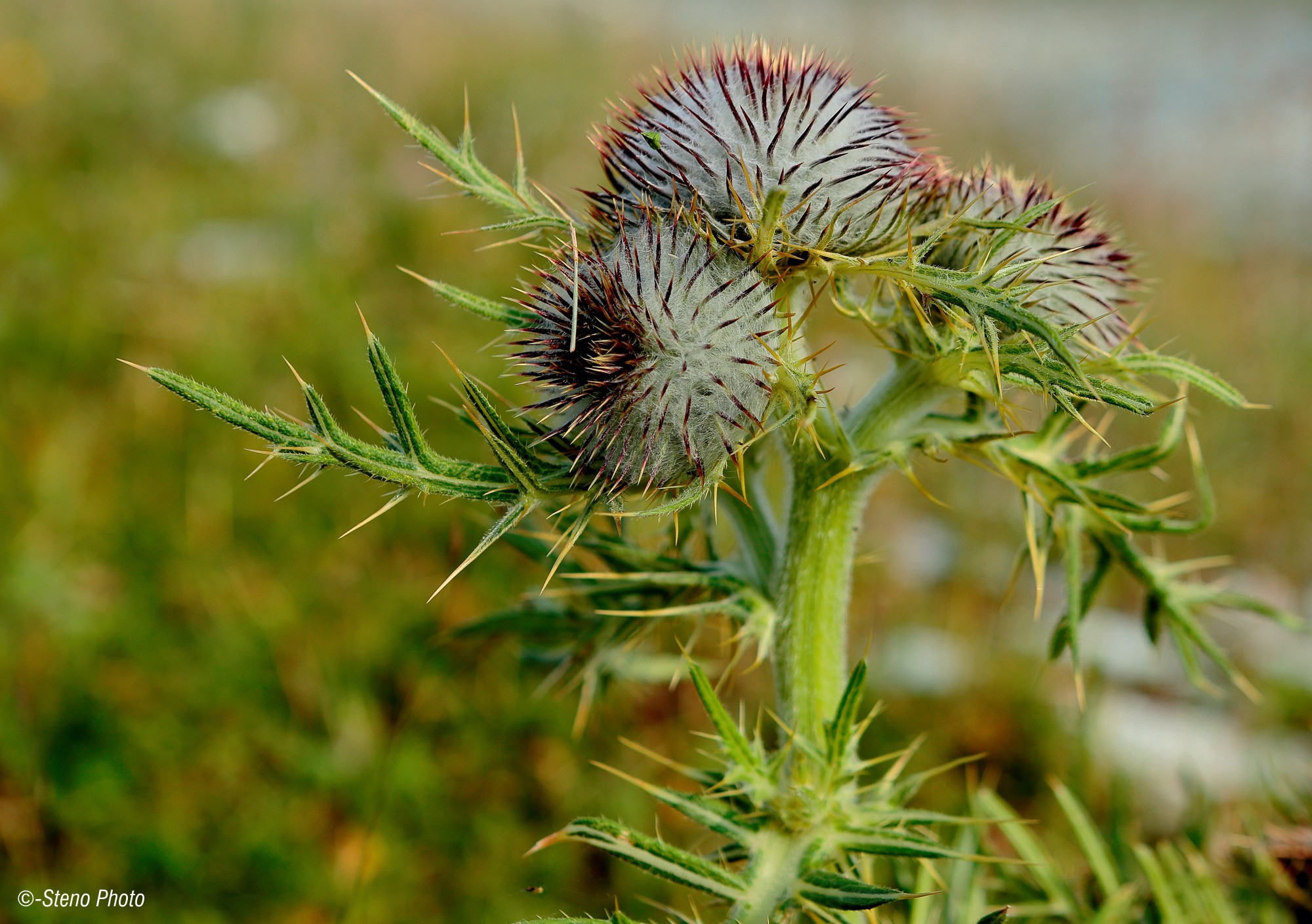 Thistle flower