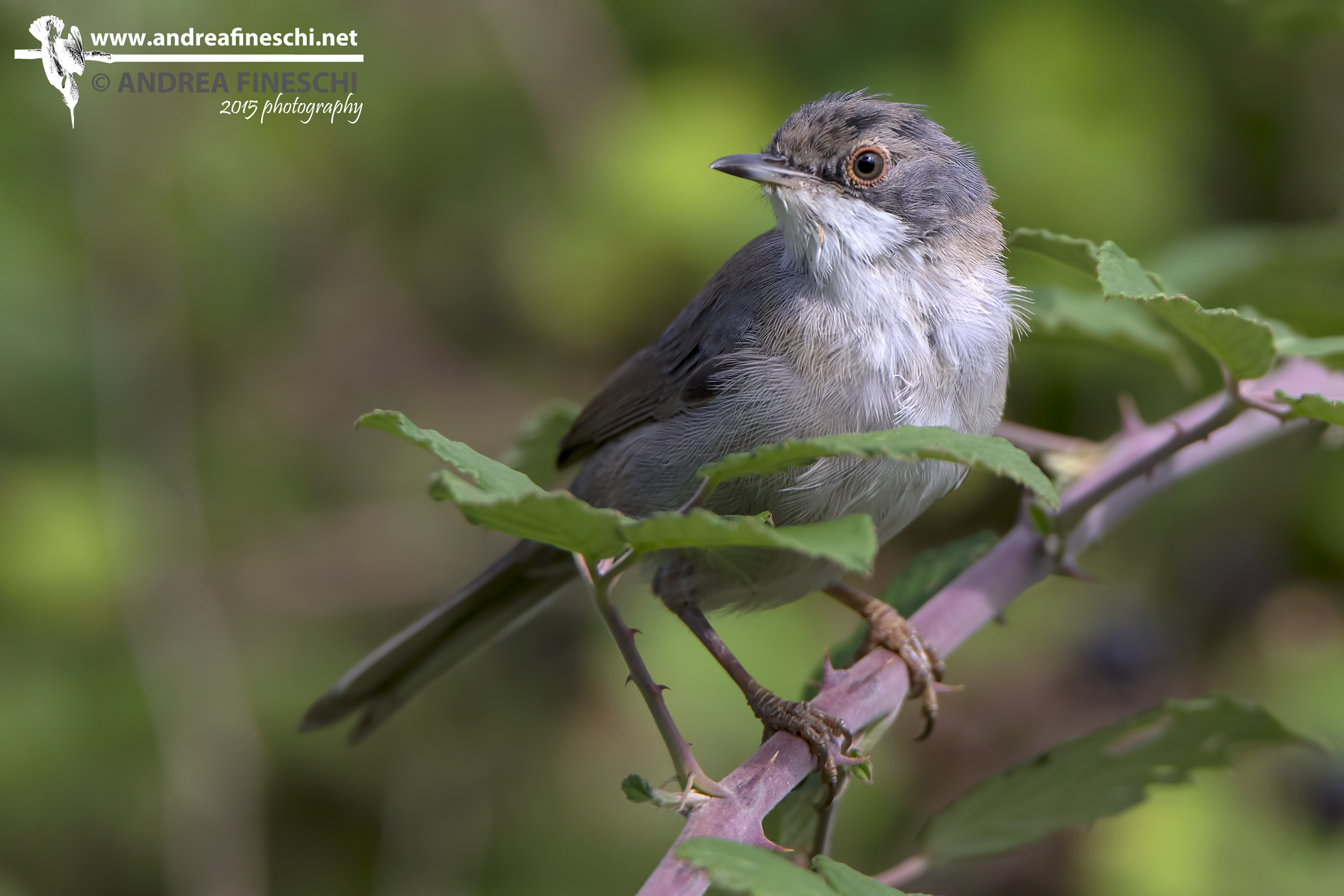 Warbler ... on your toes!