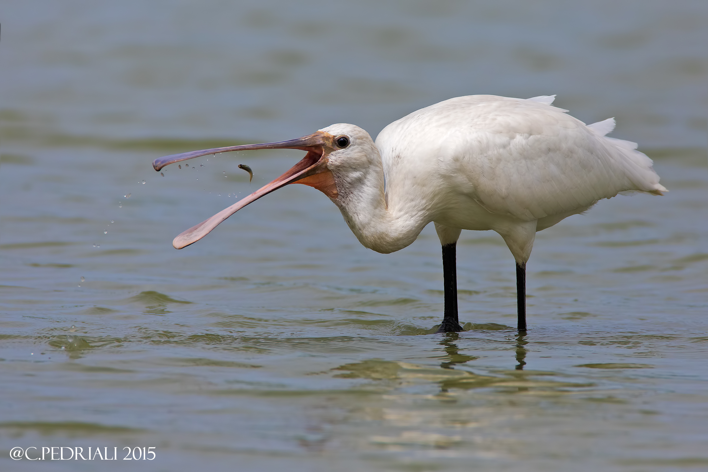 Spatola juv.   "Per mangiarti meglio"