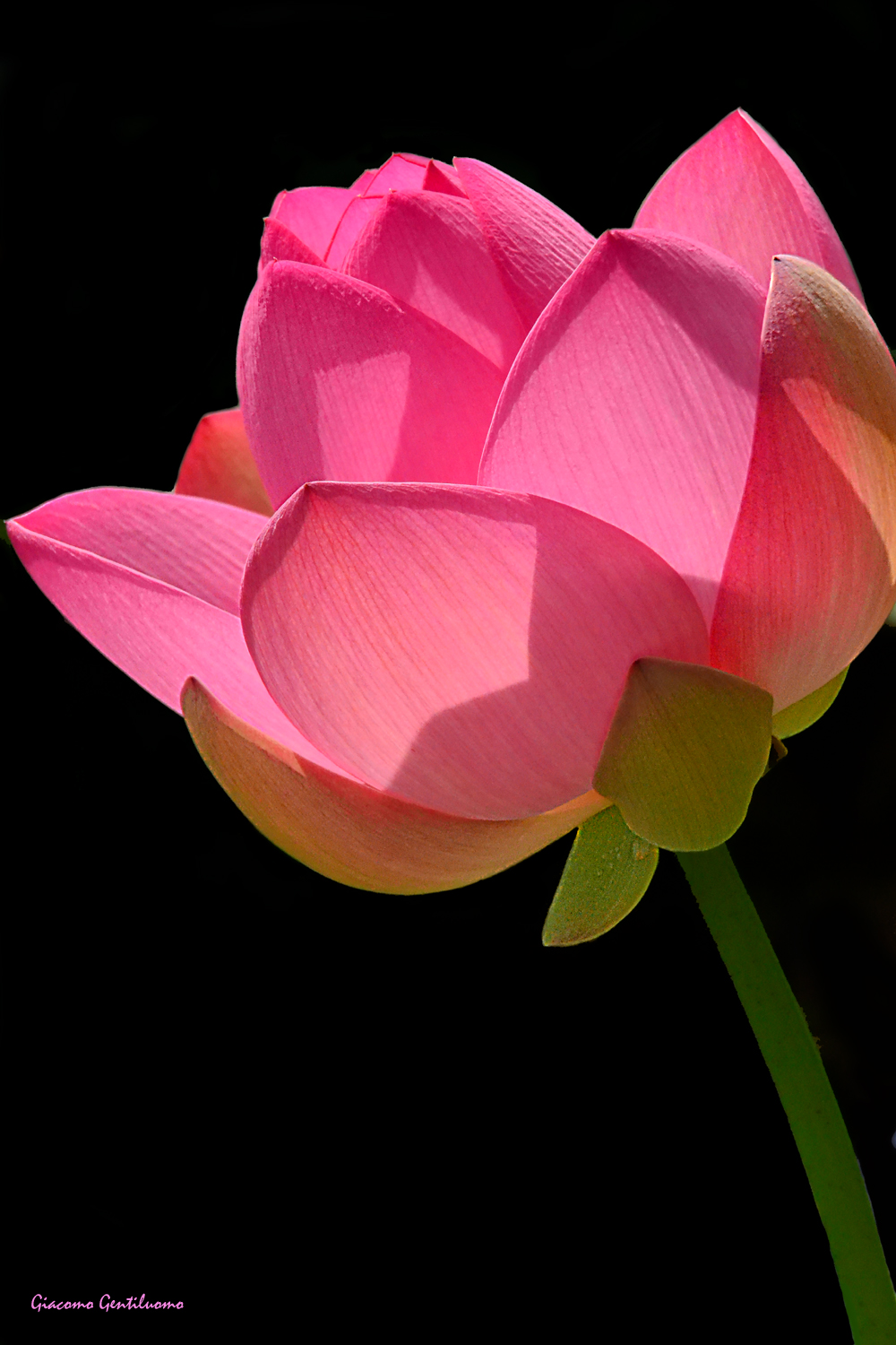 verticale su fondo nero