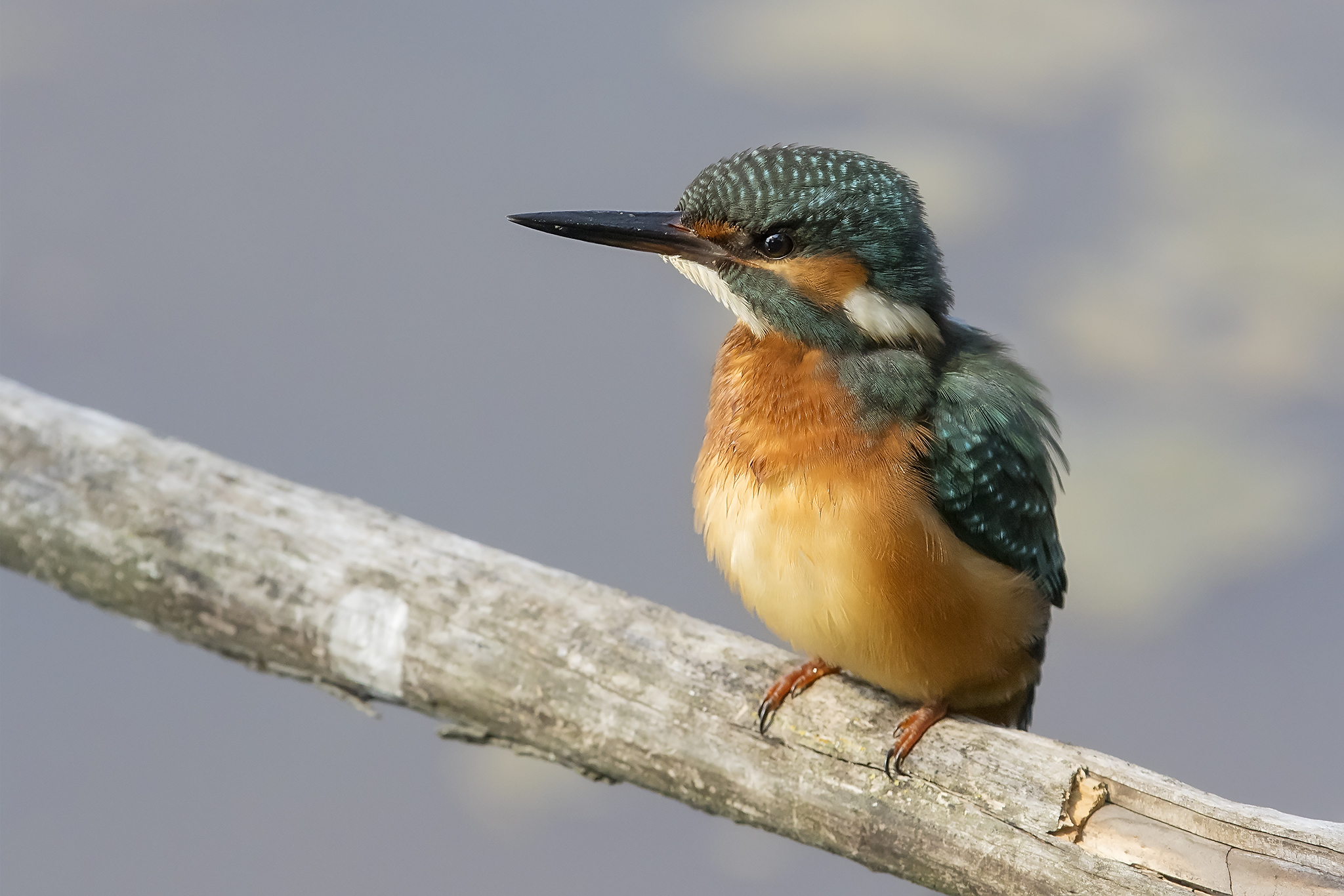 Kingfisher