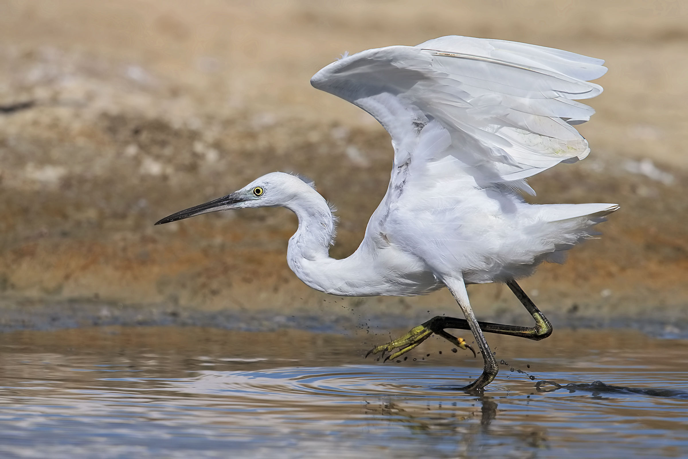 Egret Egret!