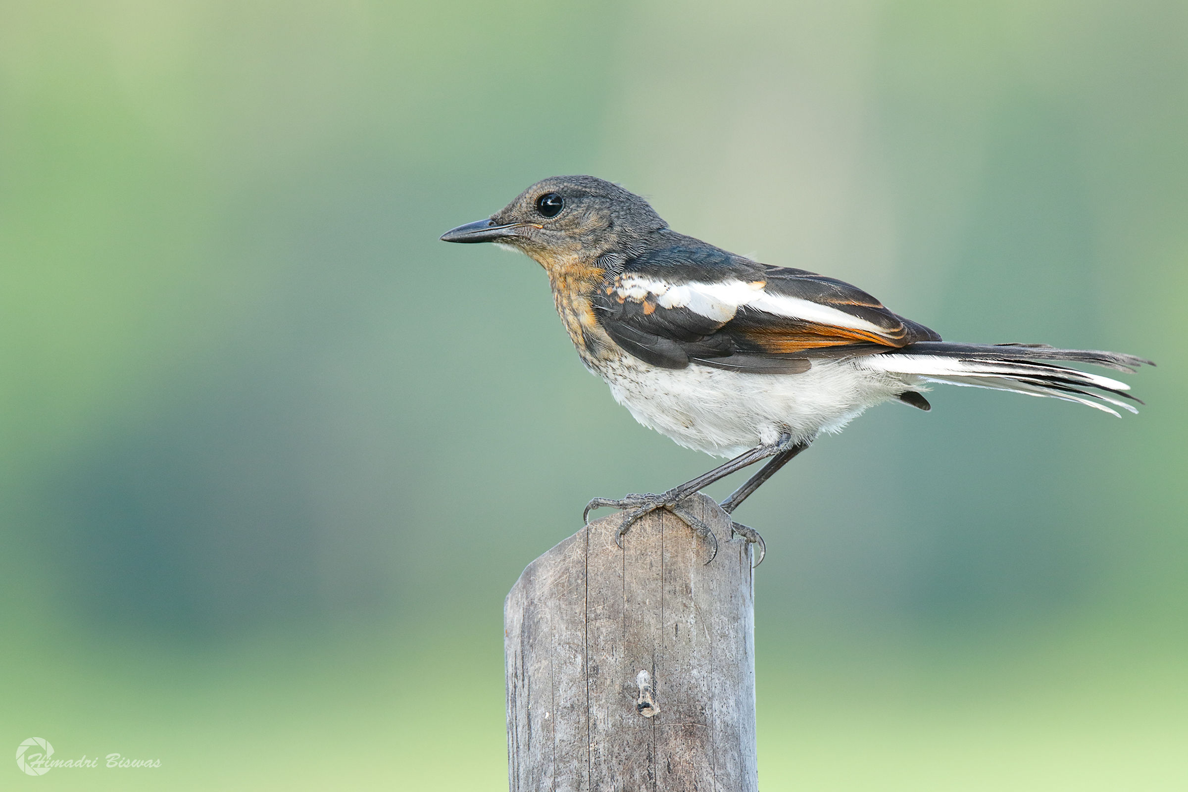 Oriental Magpie Robin