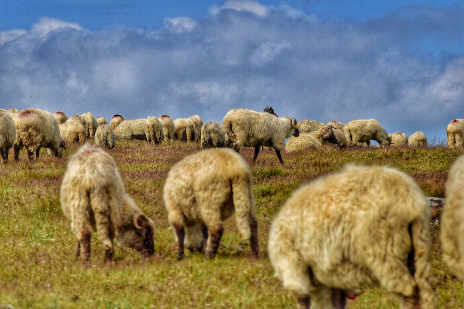 Sheep pouring from the top of Parang