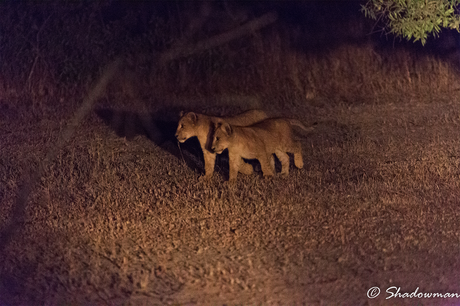Young lions in nottura