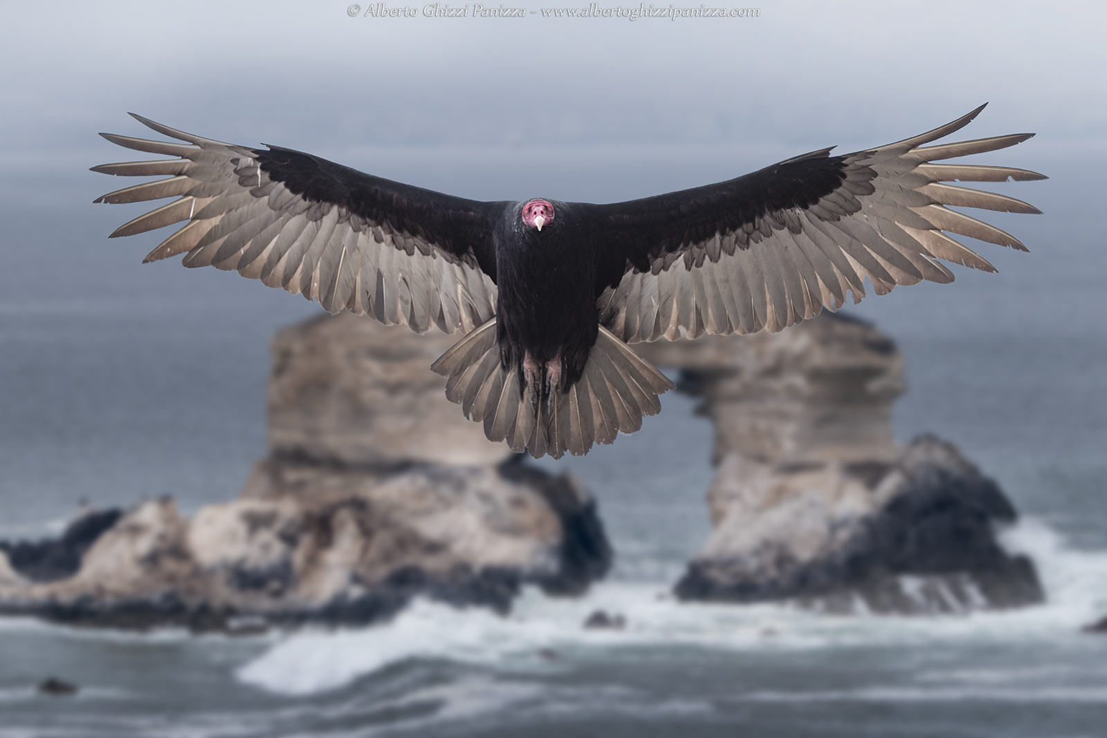 Avvoltoi delle coste cilene