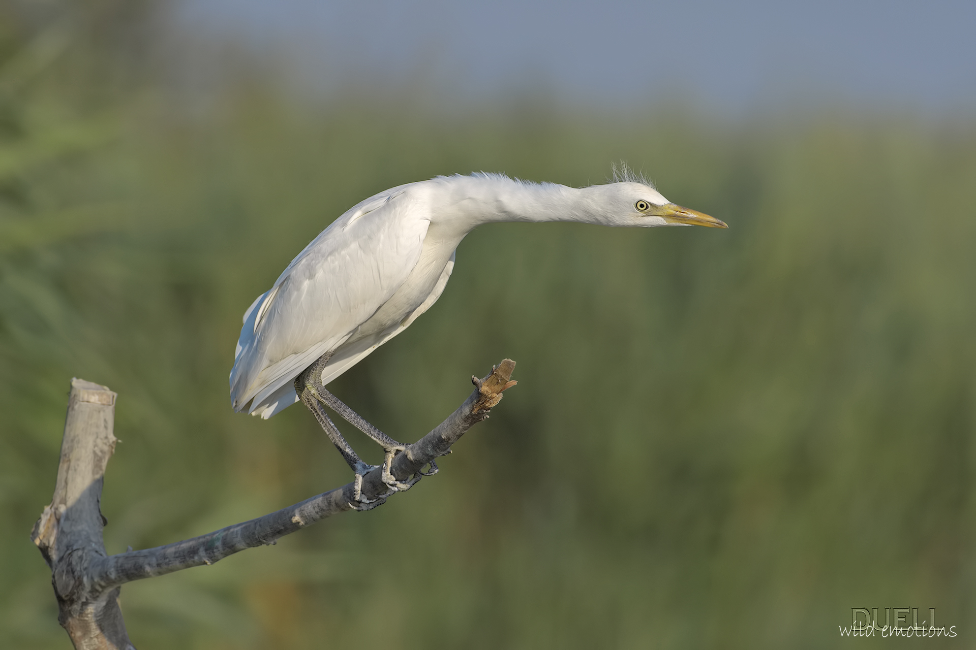 Livorno last frontier