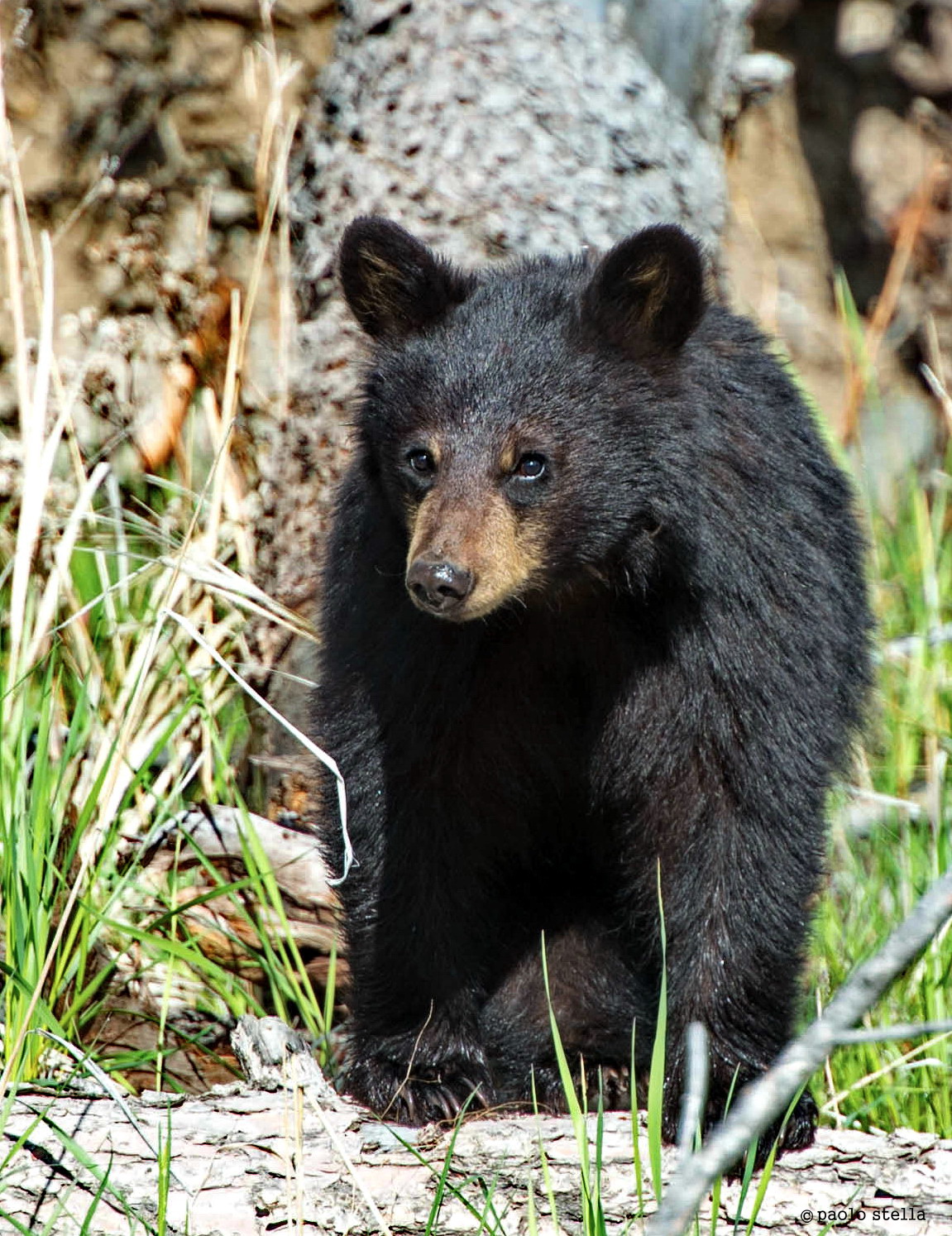 Black bear