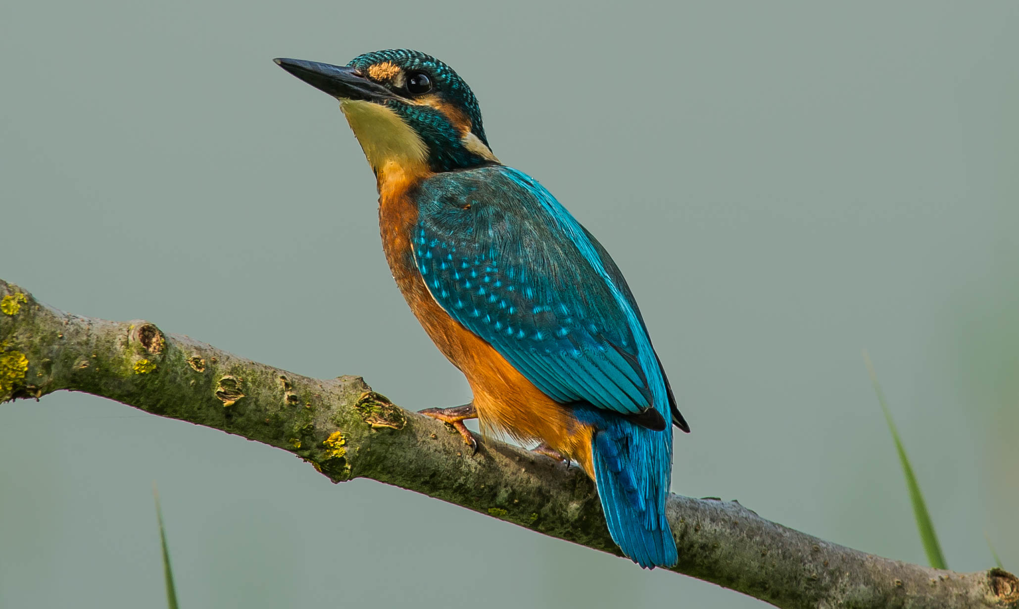 kingfisher