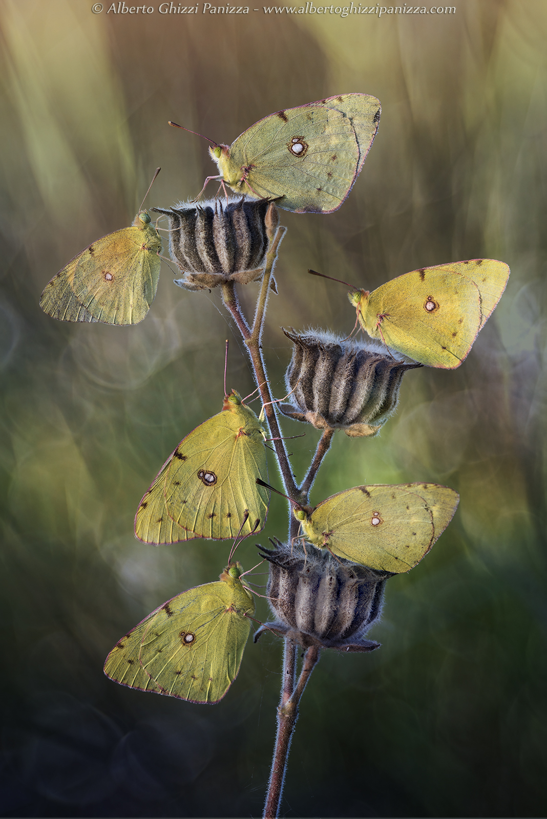 Aspettando il bacio del sole