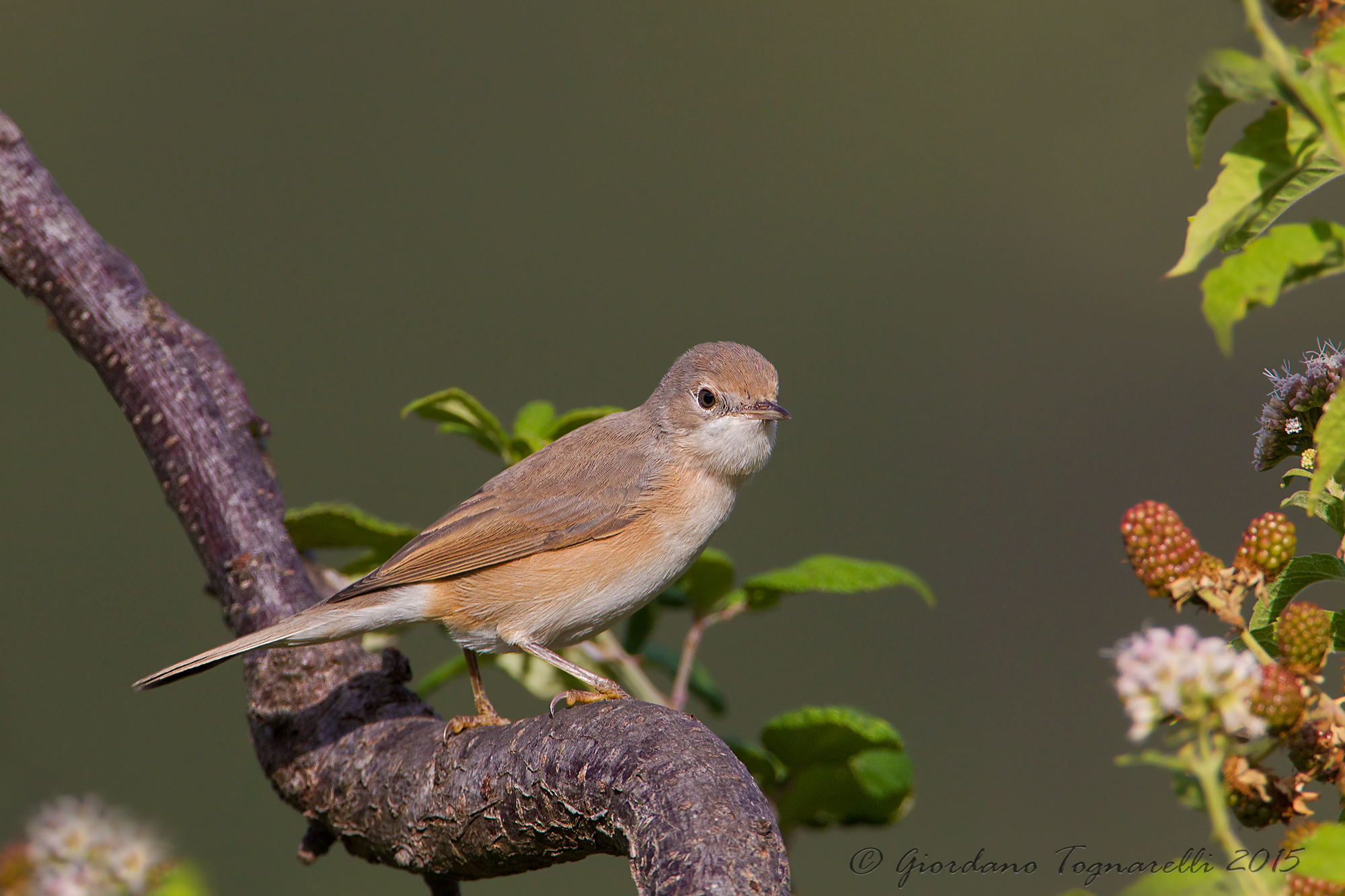Subalpine warbler (Juv)