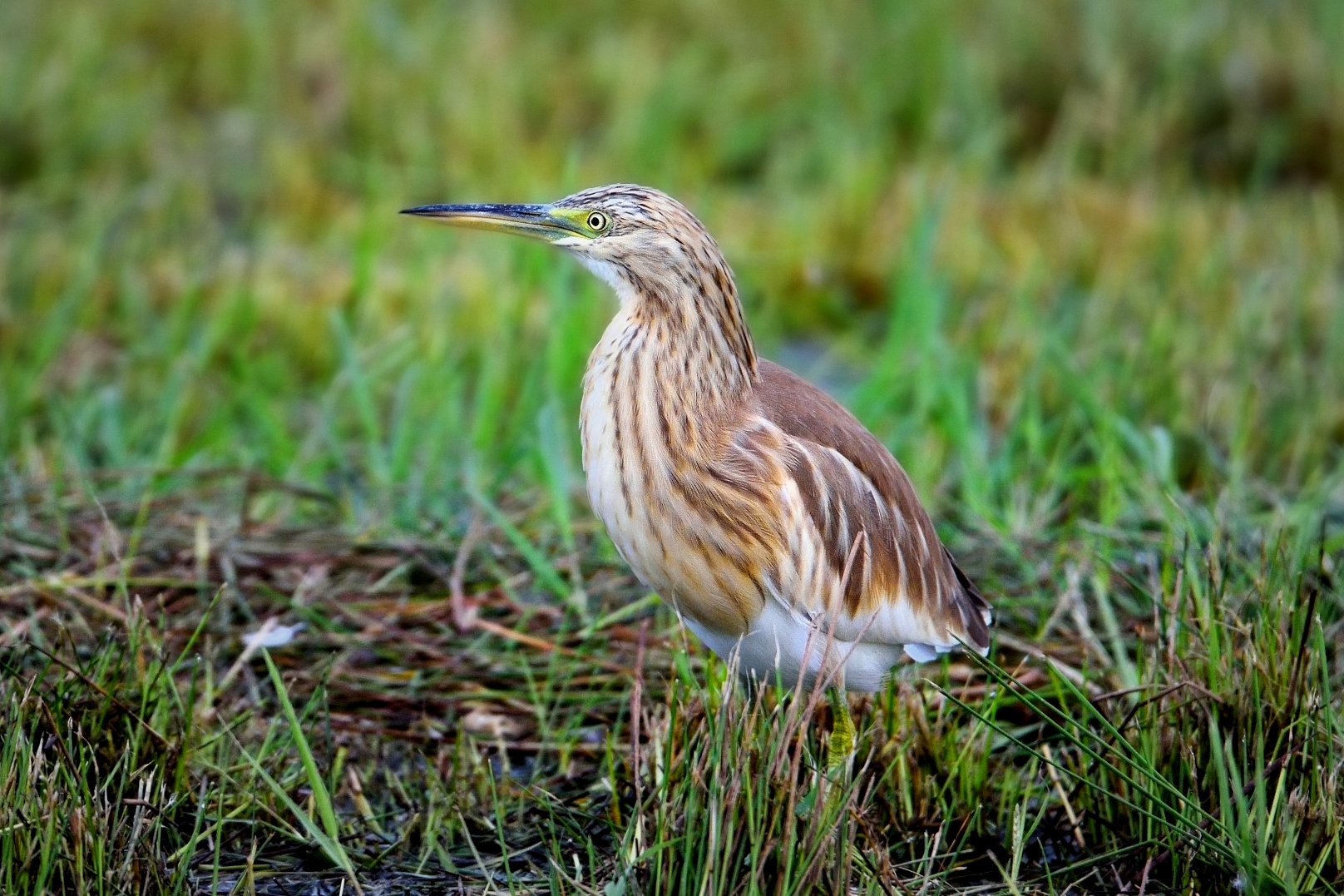 Squacco Heron (Ardeola ralloides)