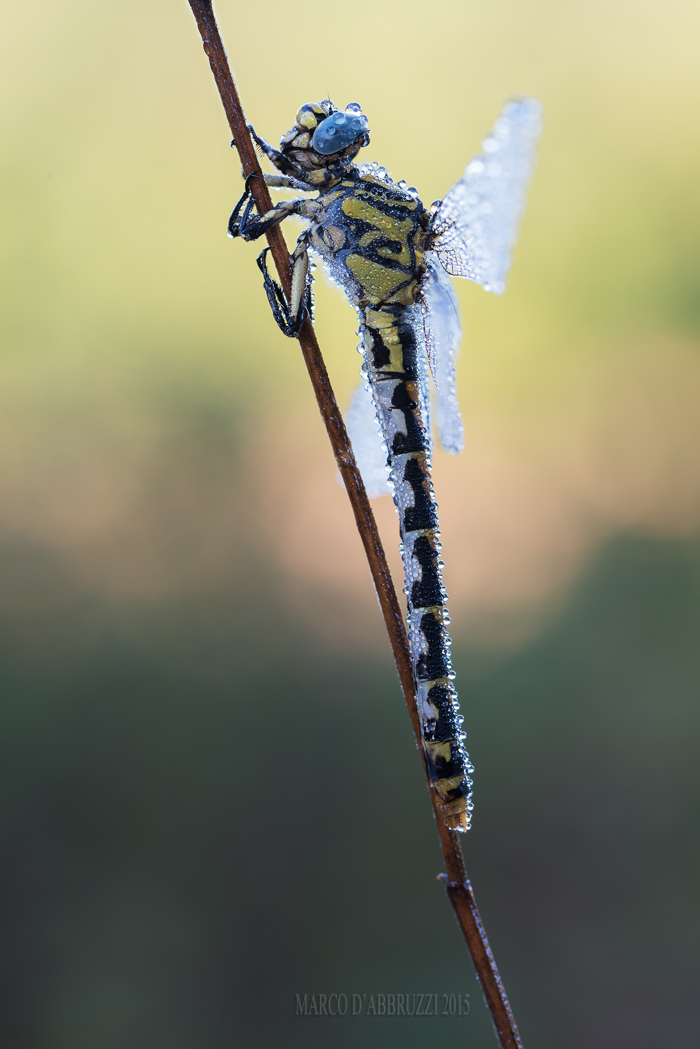 Onychogomphus uncatus