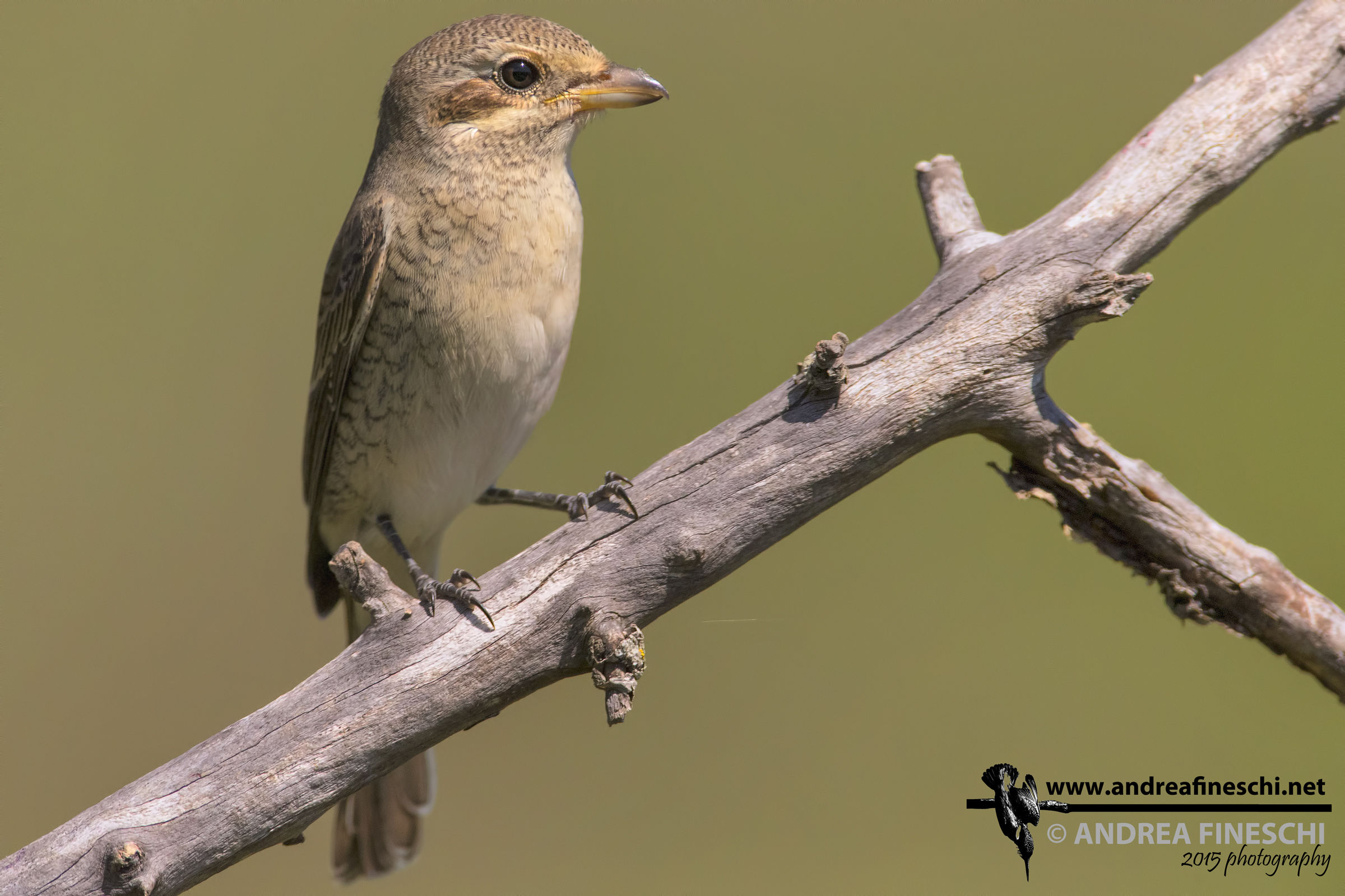 Female Shrike at the first light of day