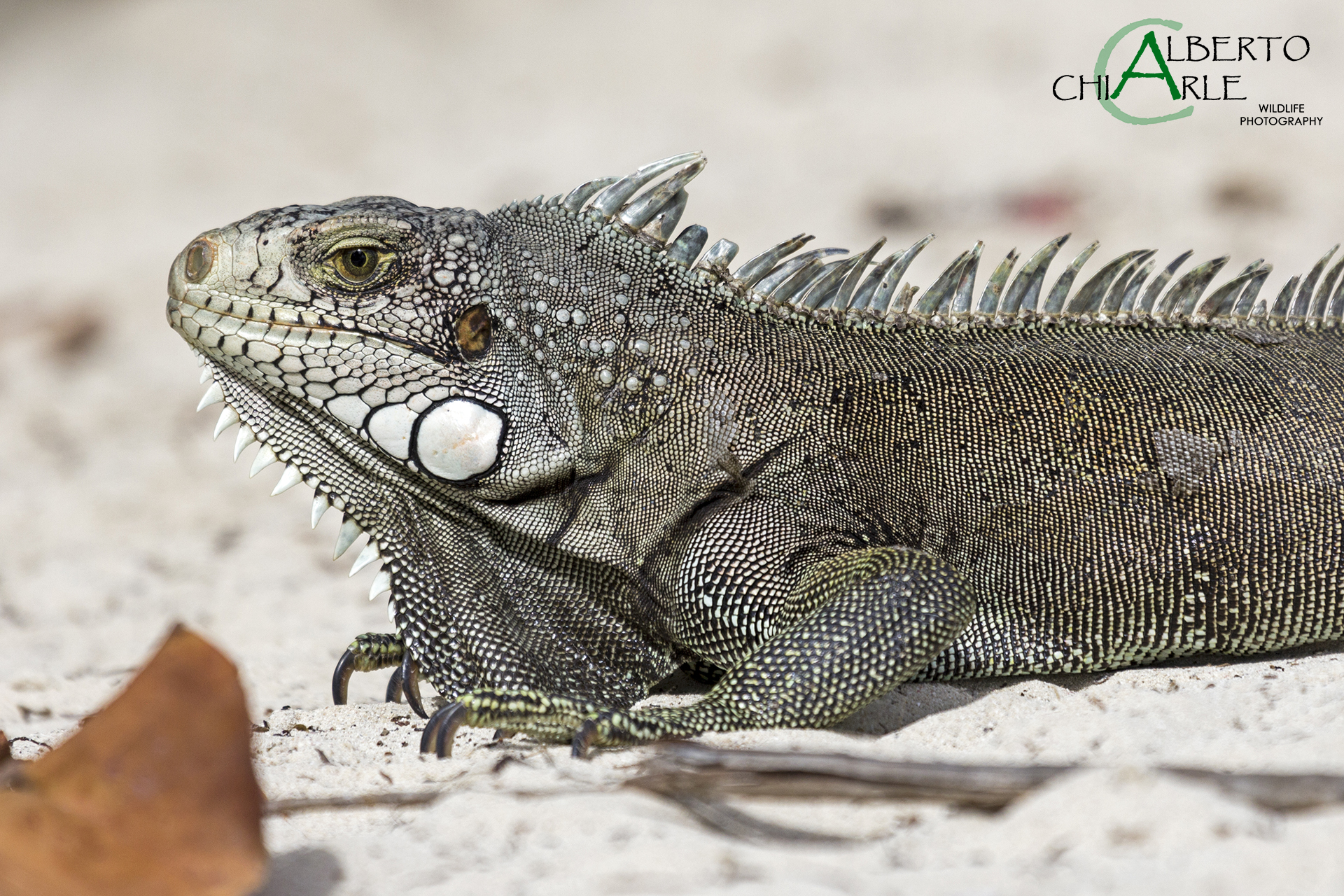 Iguana sulla spiaggia