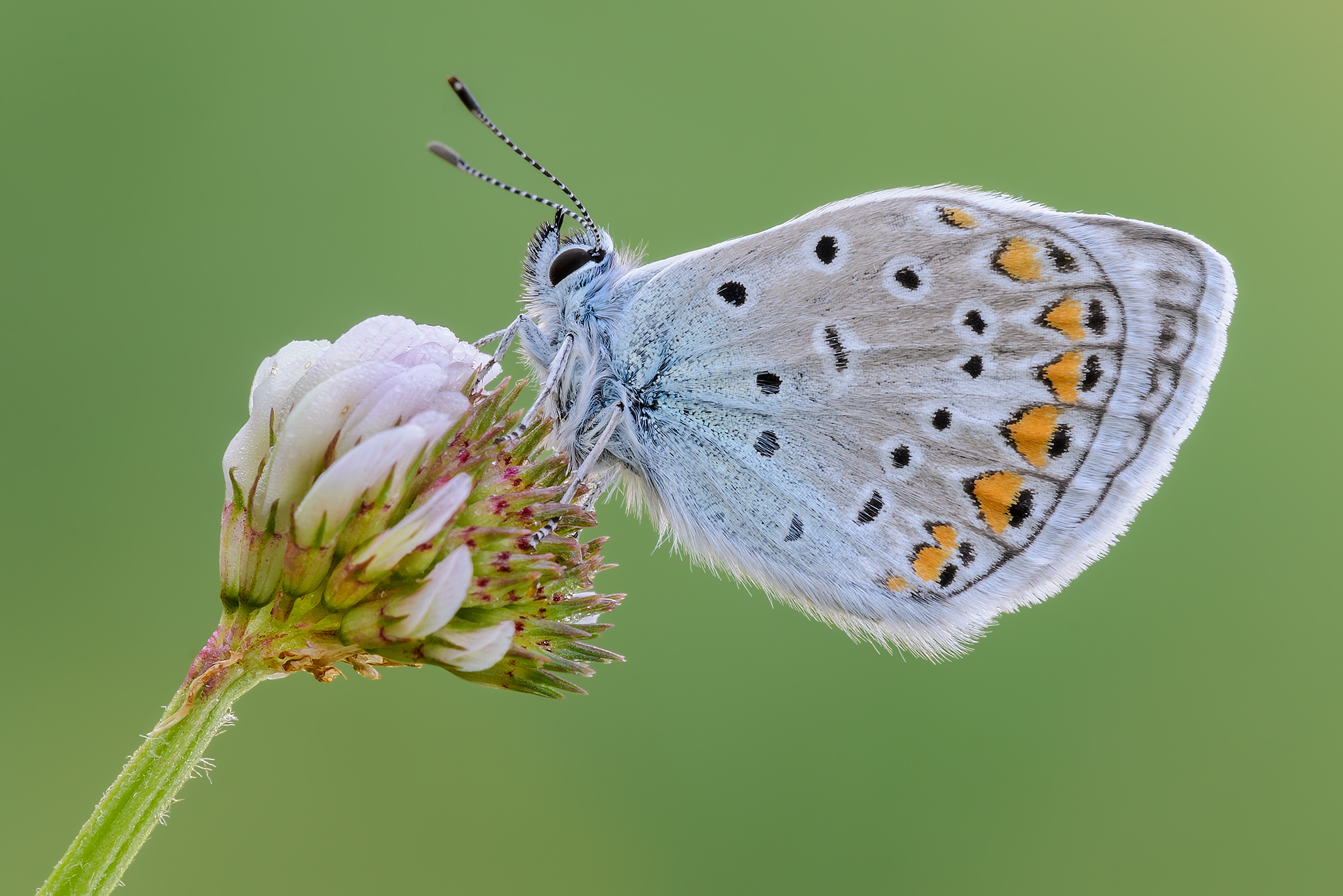 Polyommatus icarus
