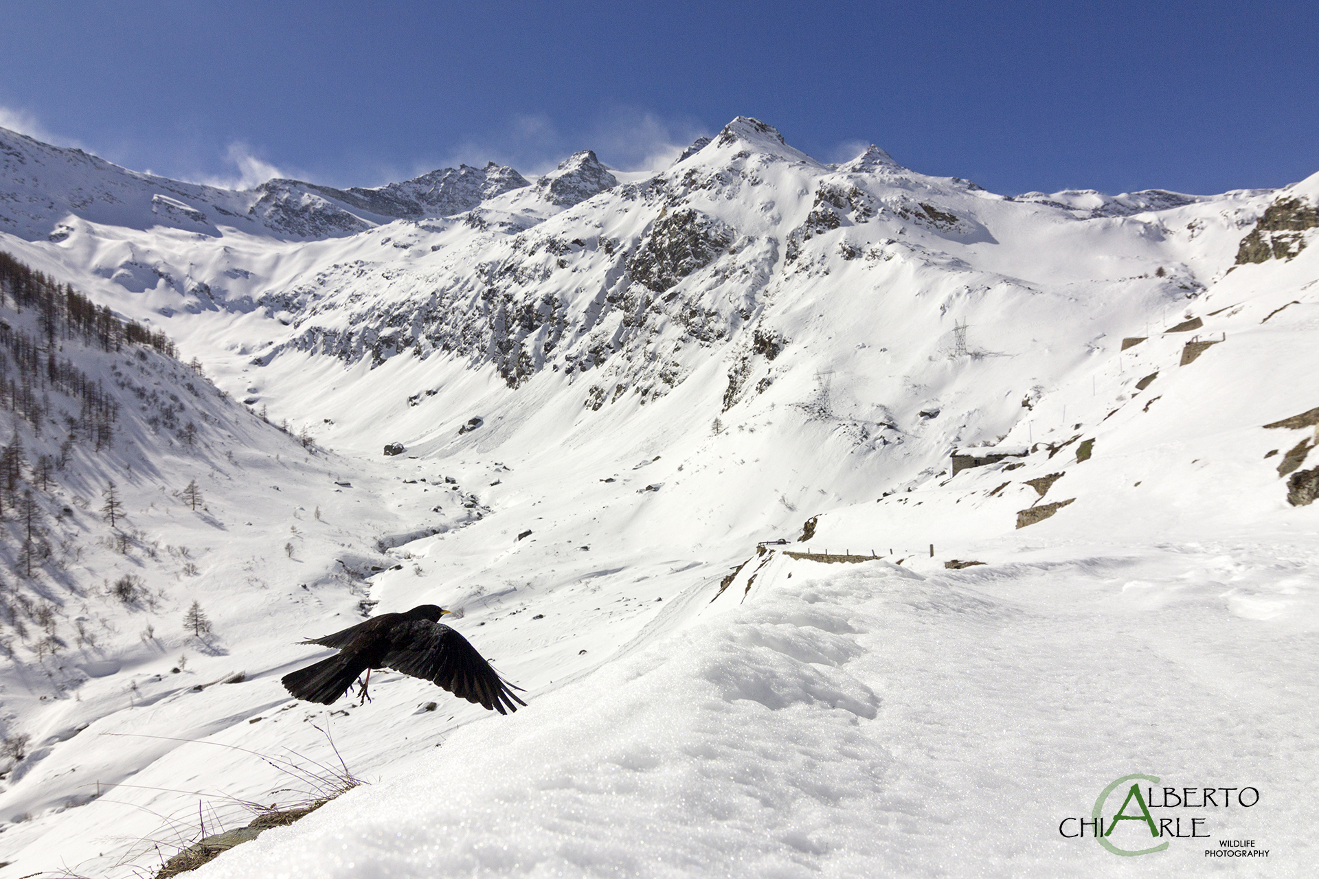 Alpine chough in flight over the valley Orco