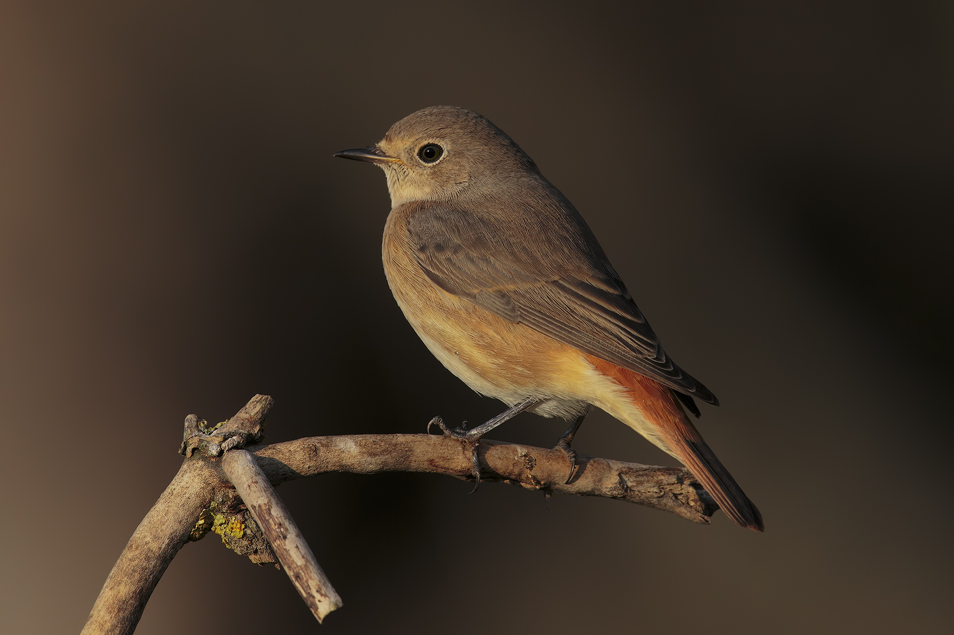 Redstart