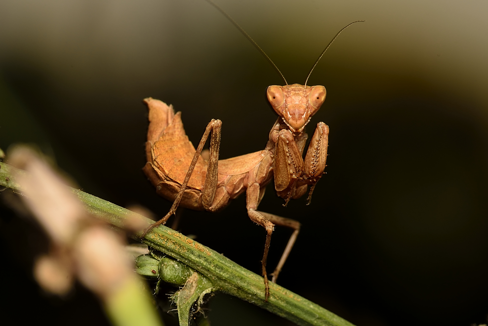 L'amantide di spallanzani