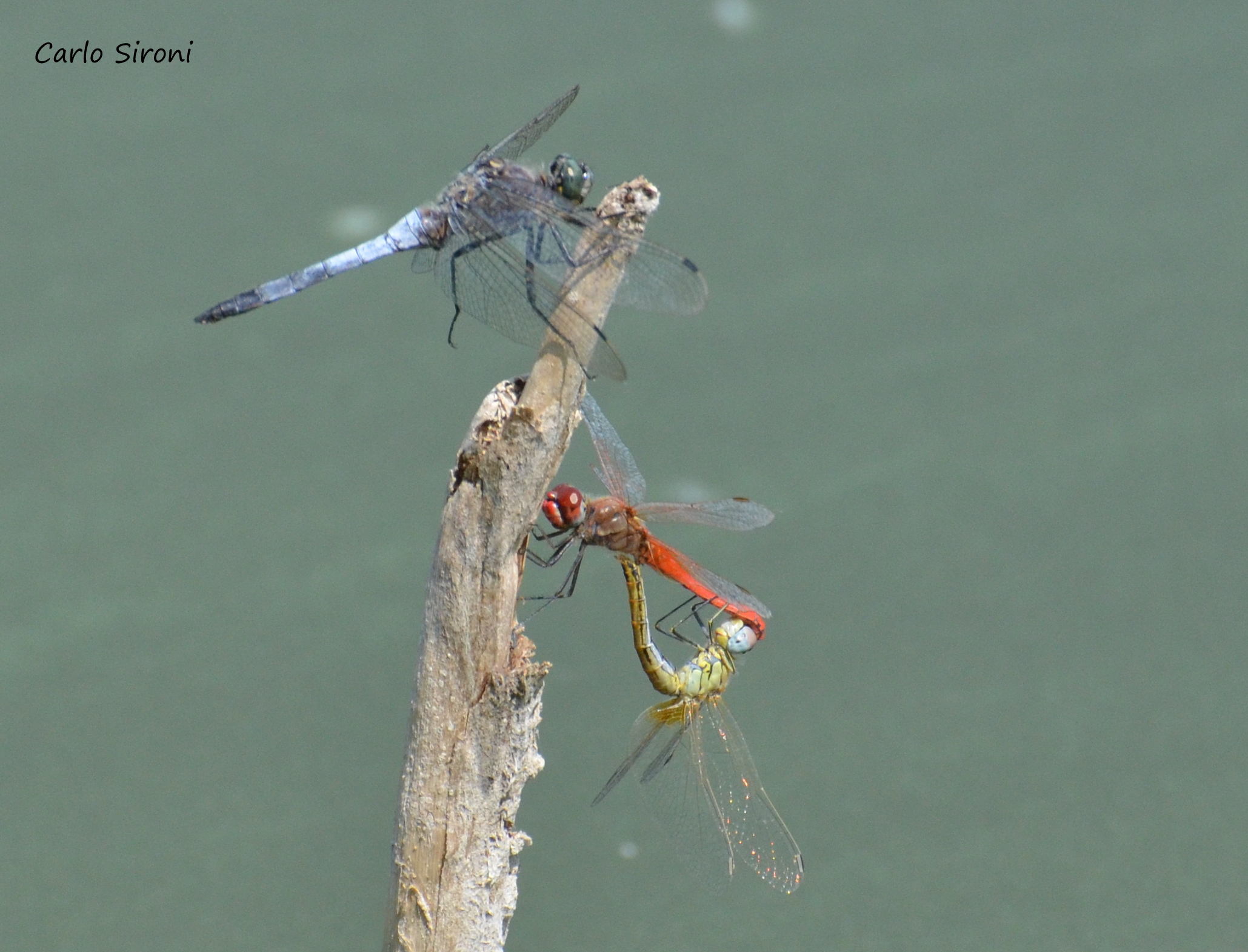 Male orthetrum cancellatum and torque Sympetrum