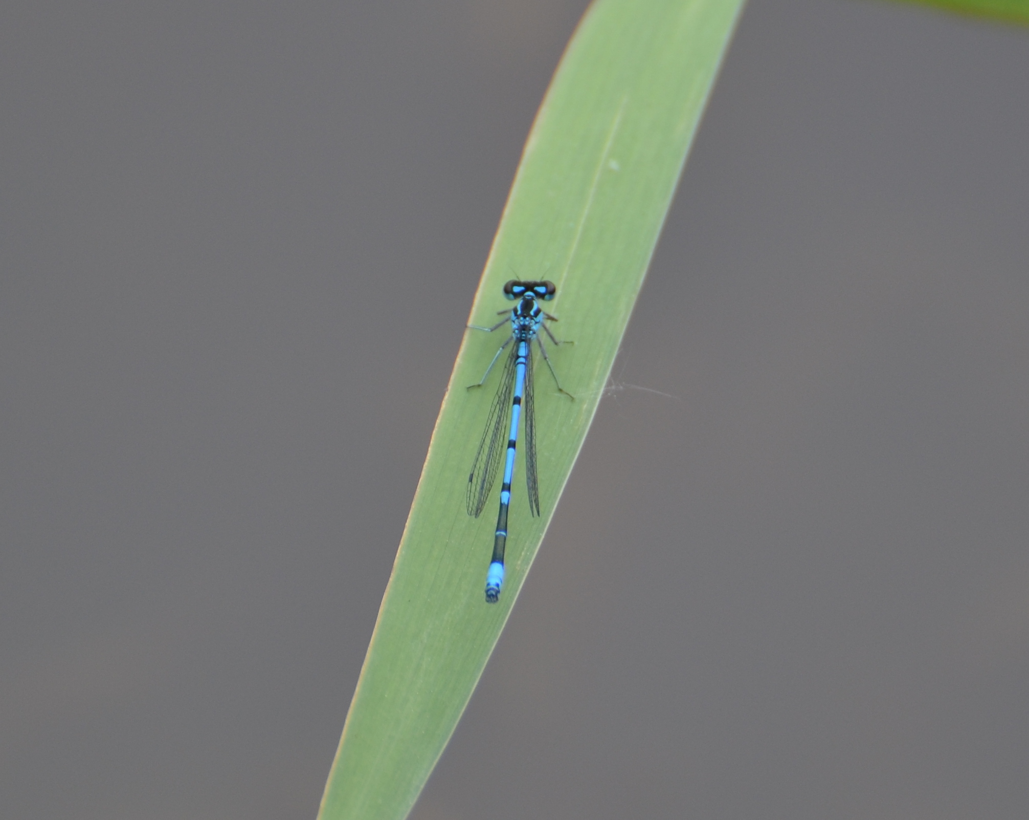 Male Azure Damselfly