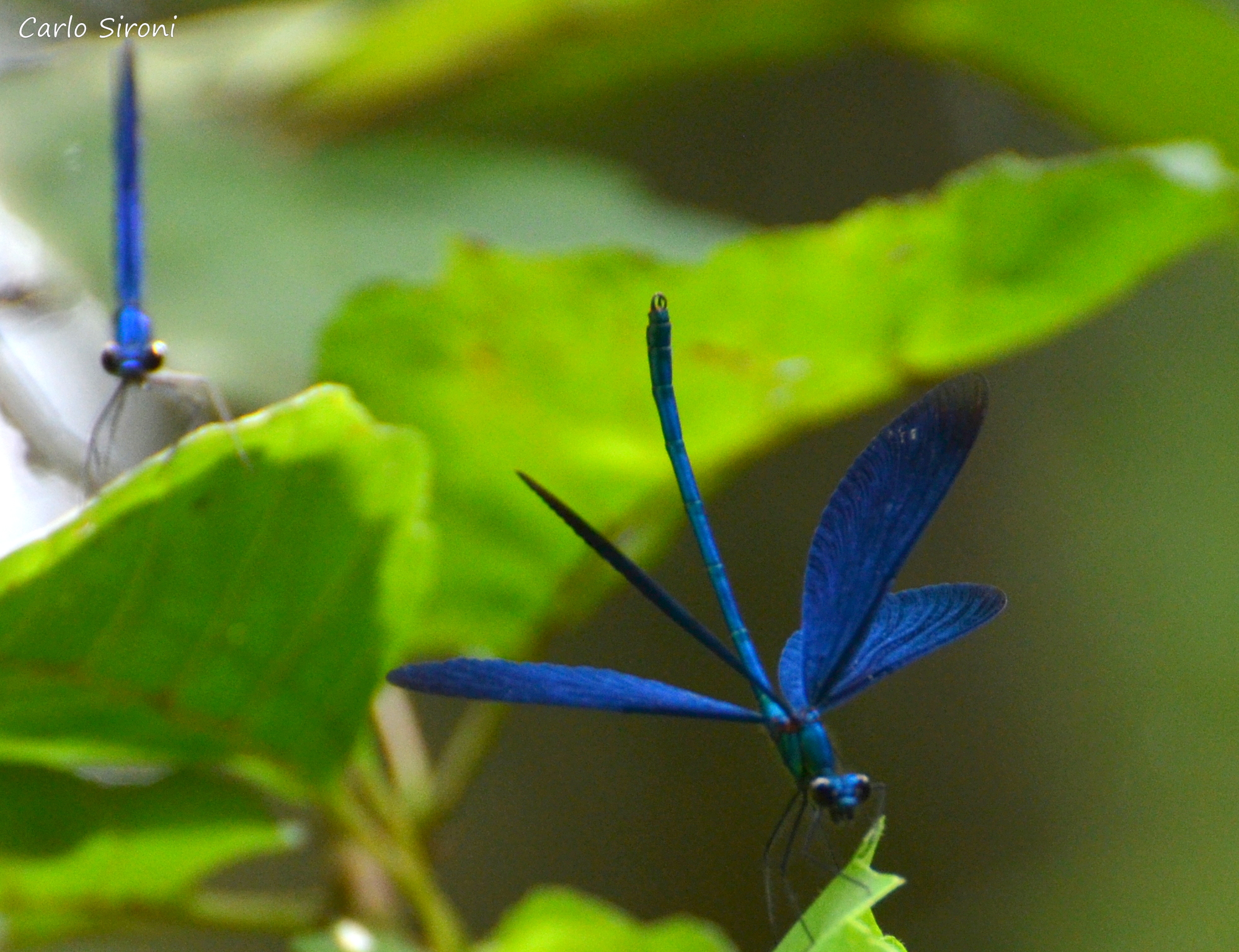 Male calopteryx virgo