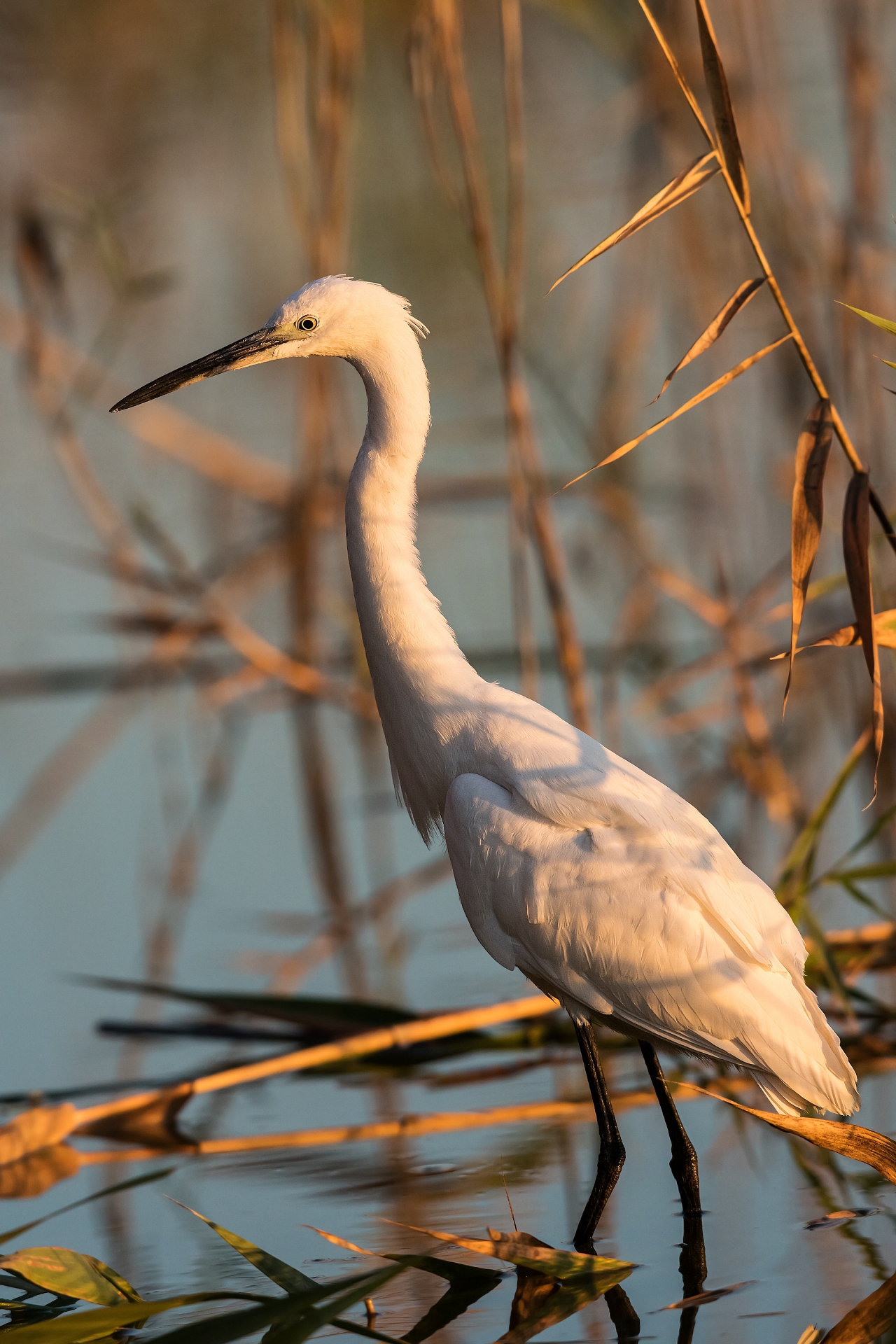 Little Egret