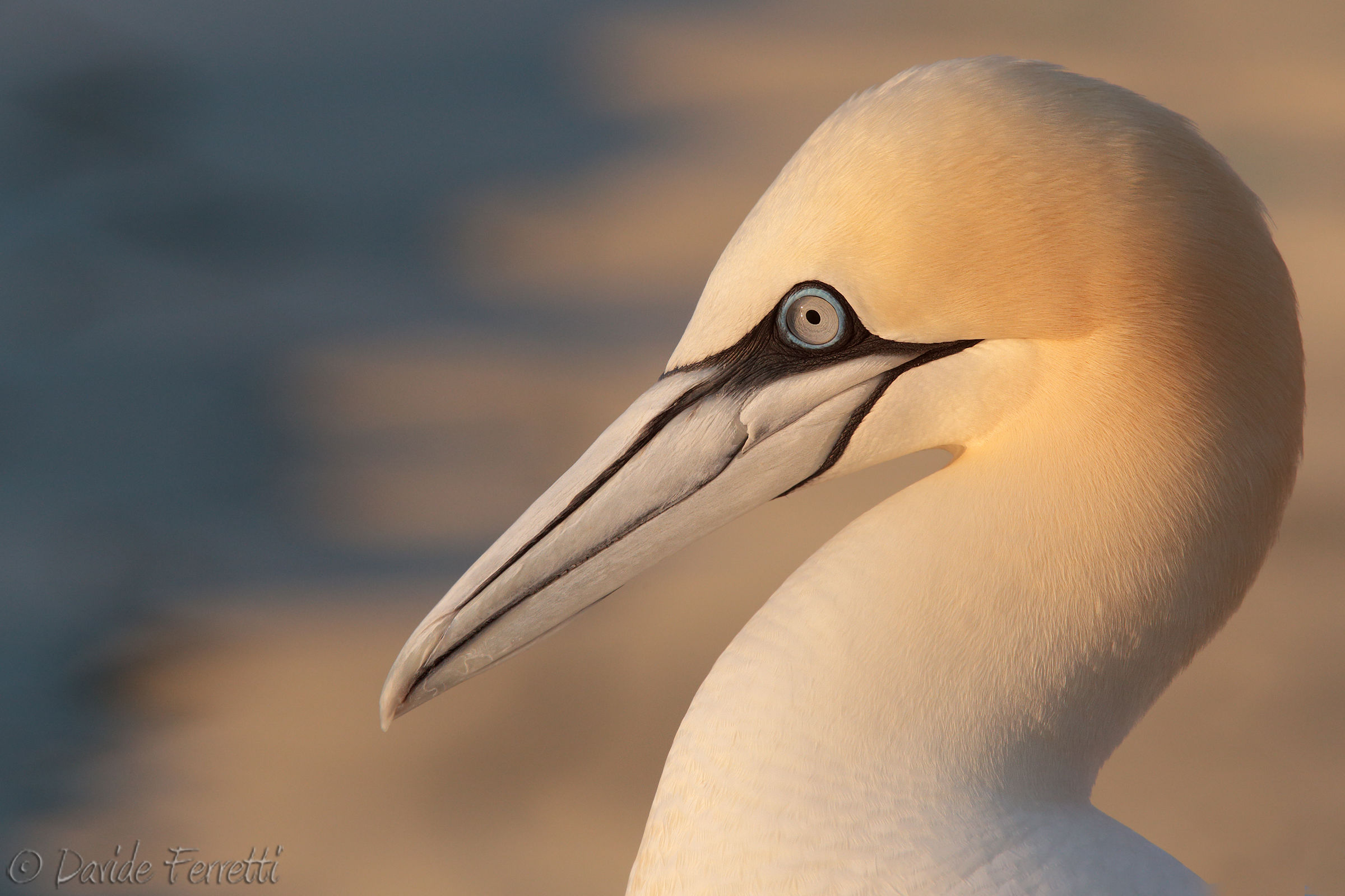 Sula (Northern gannet)
