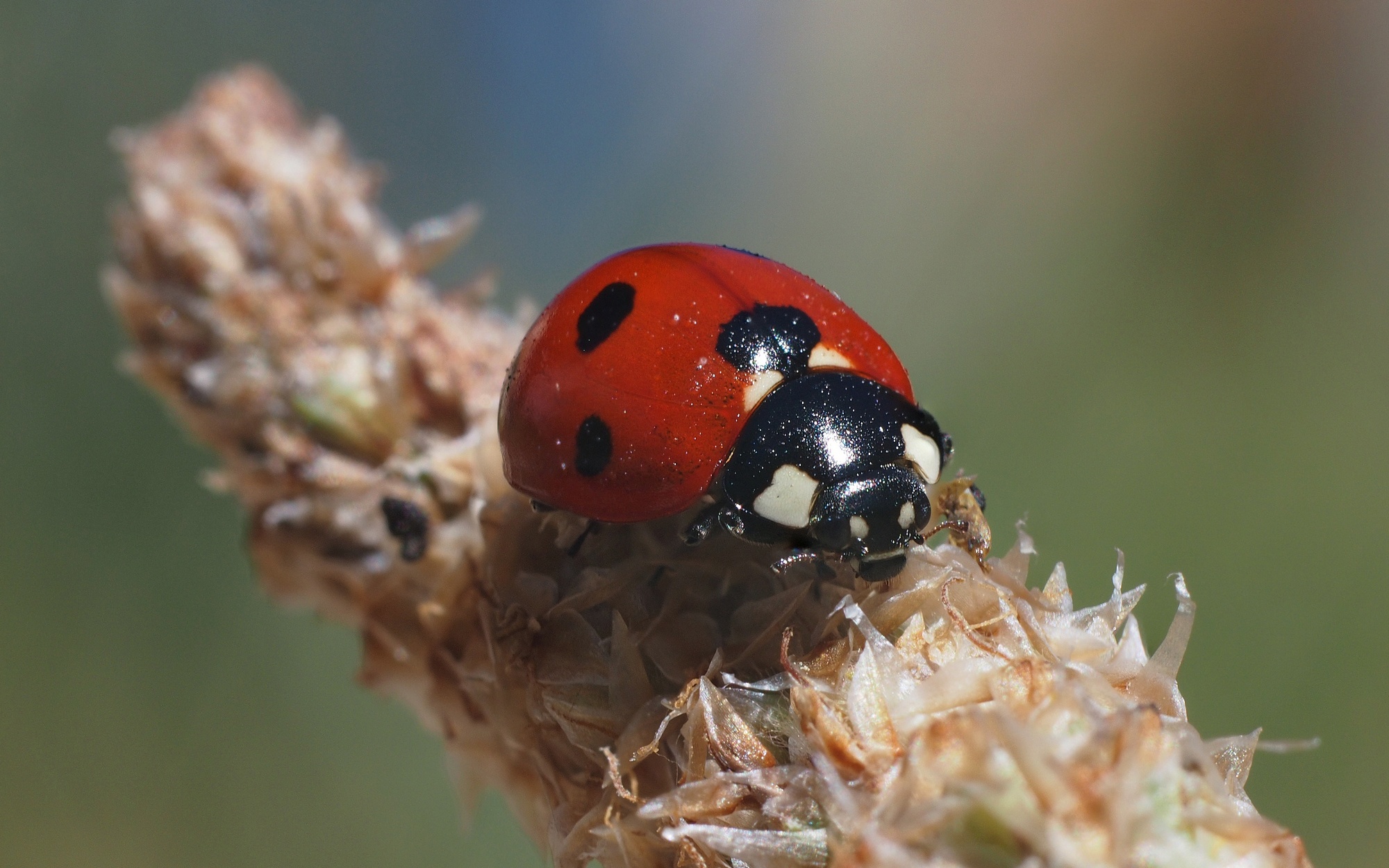 Ladybug