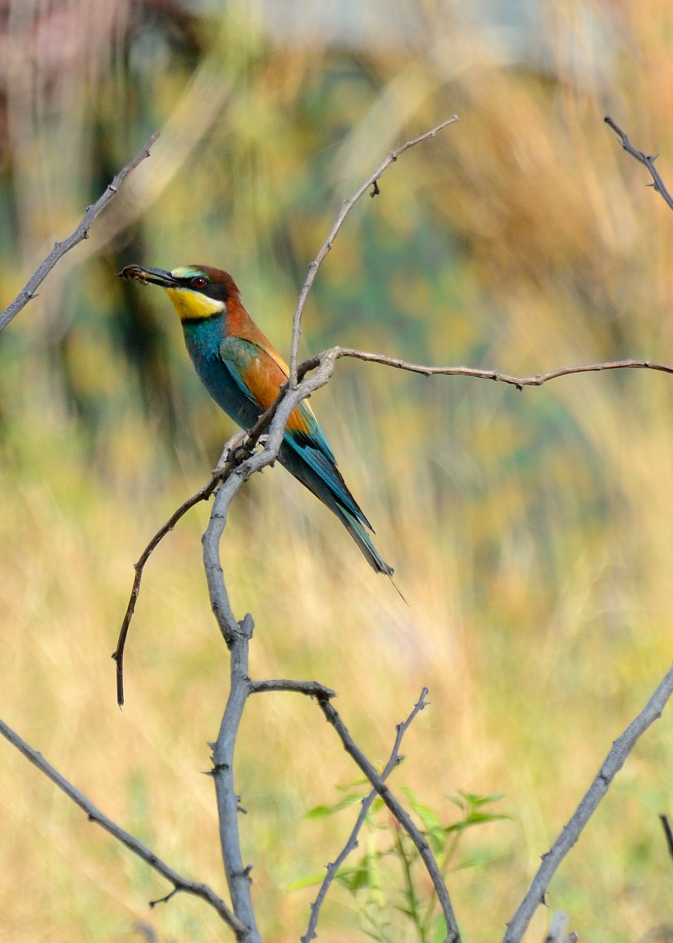 First experience with Bee