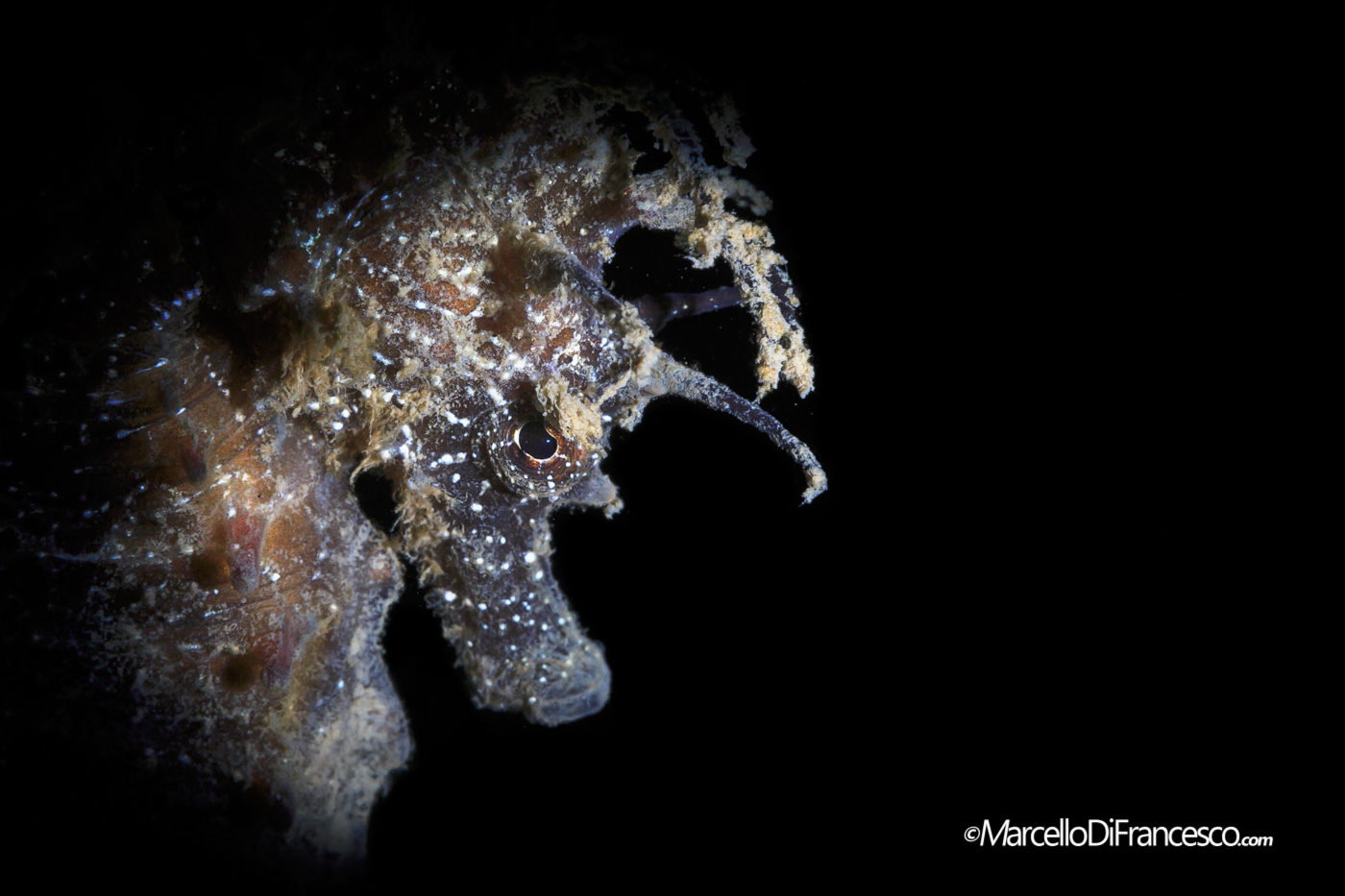 Cavalluccio Mediterraneo - Sistiana