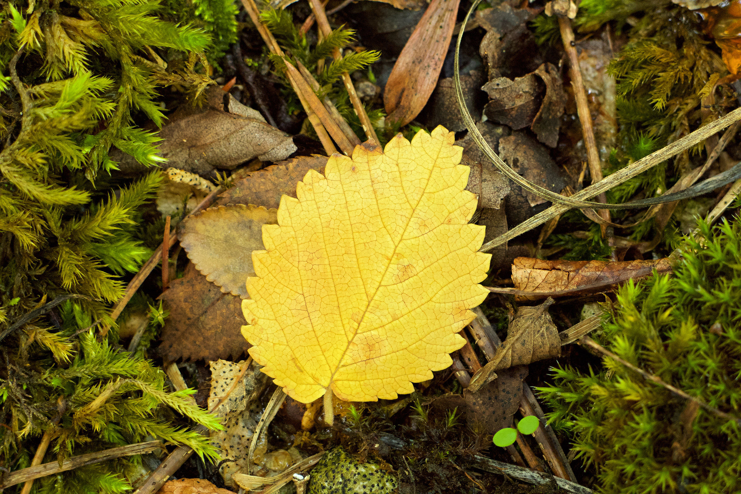 Aspettando l'autunno...