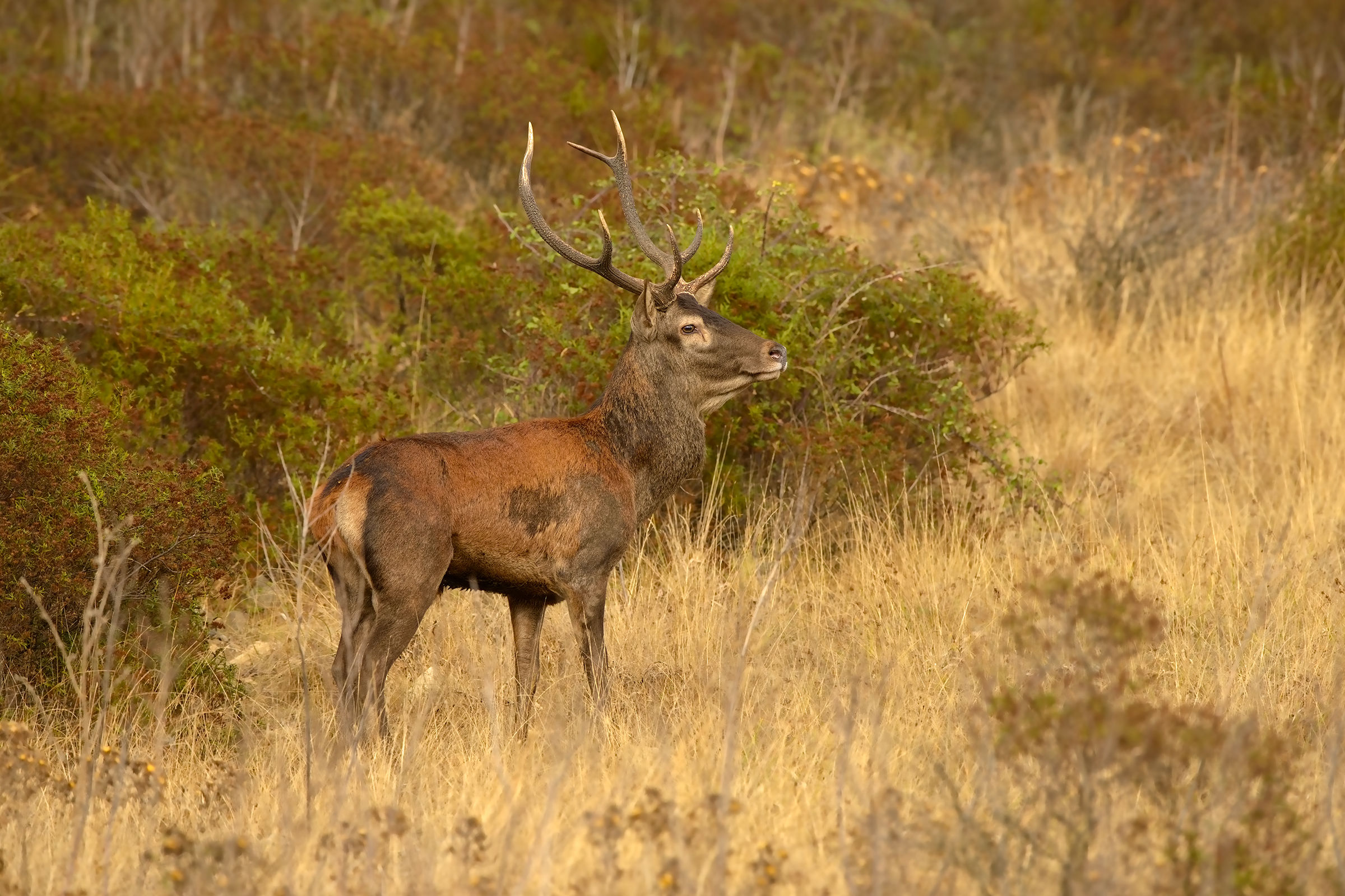 maschio campione di cervo sardo