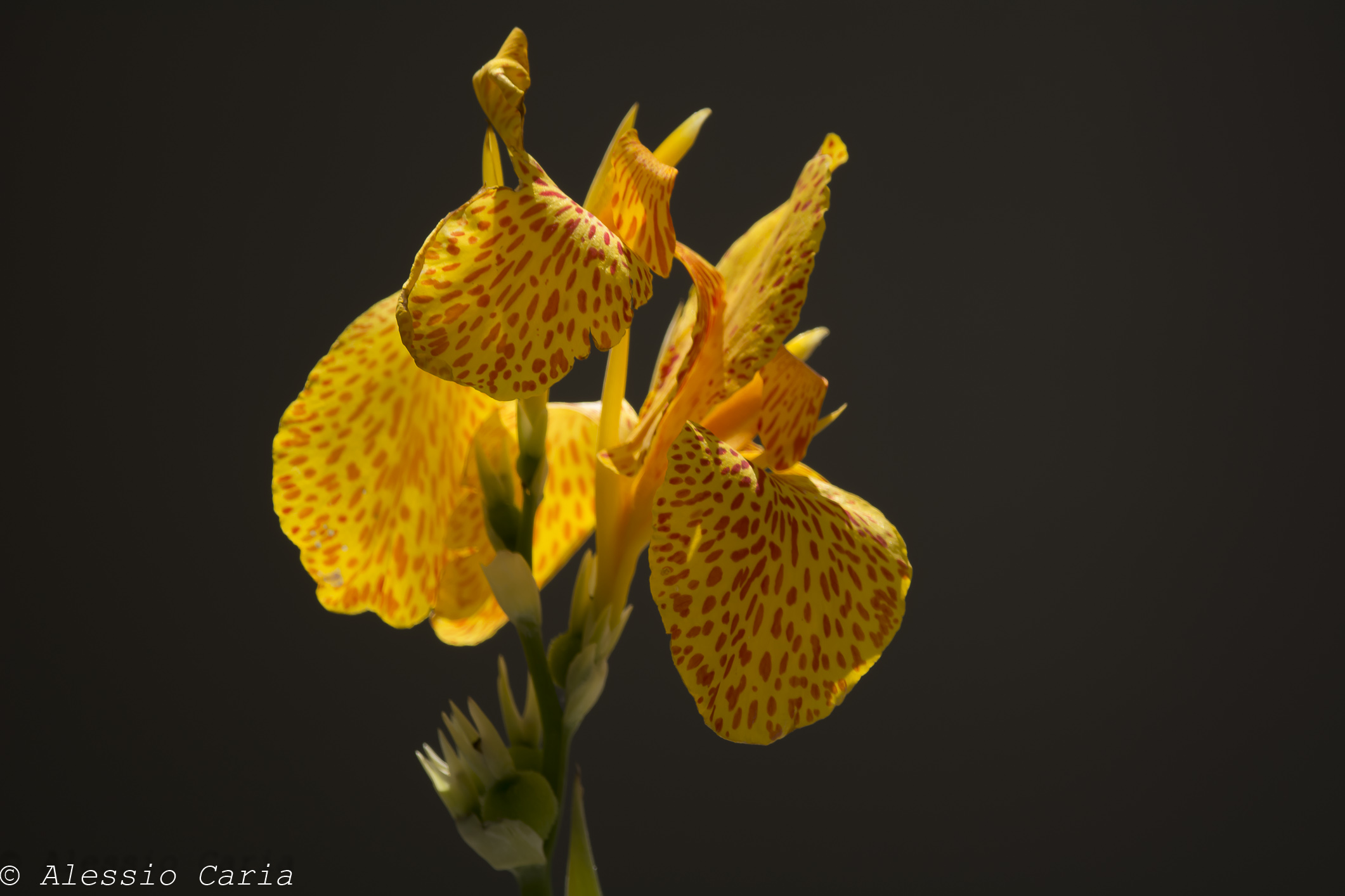 a test with 500 tamron catadioptric 2.5 mt