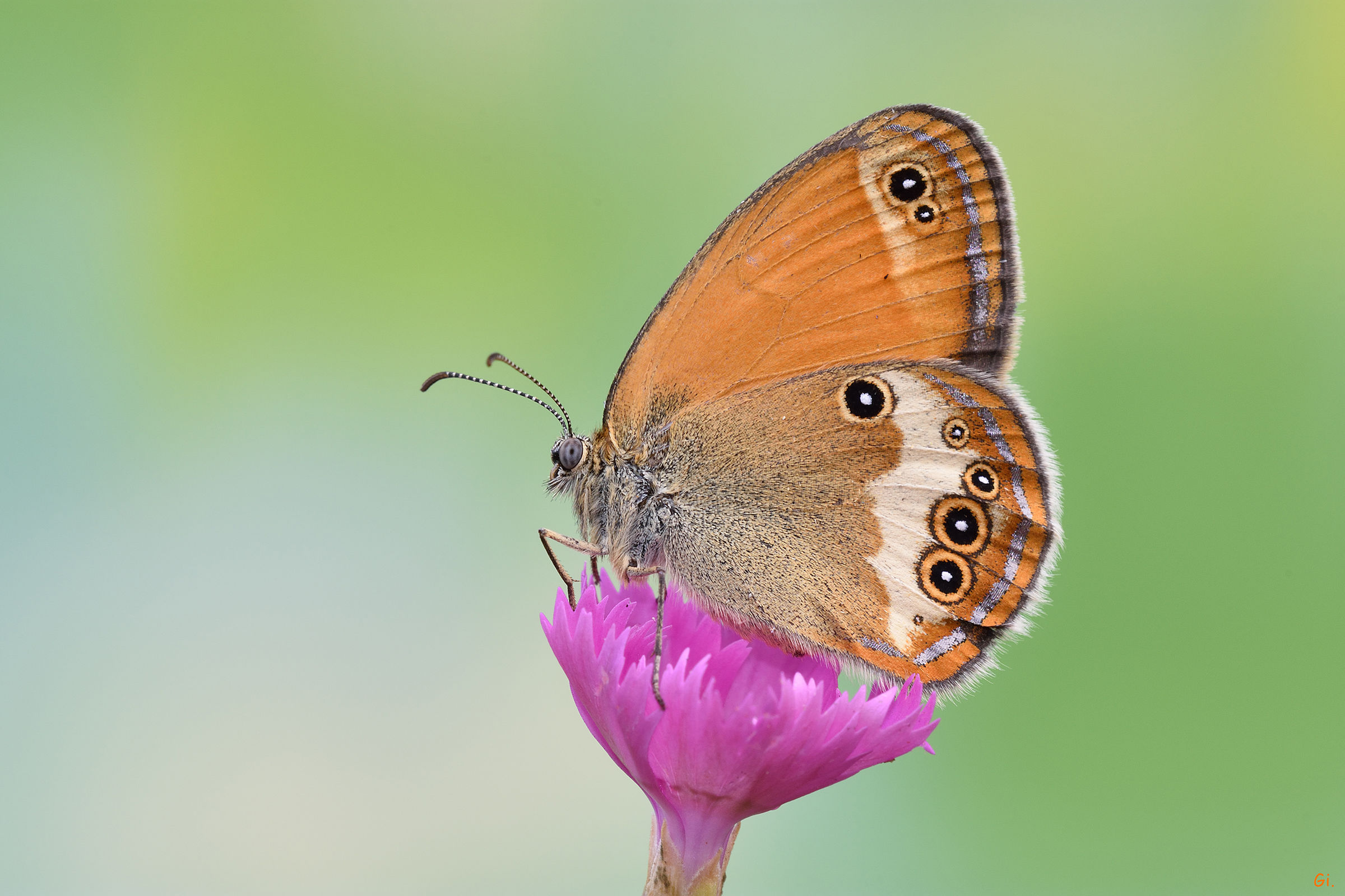 Coenonympha arcania