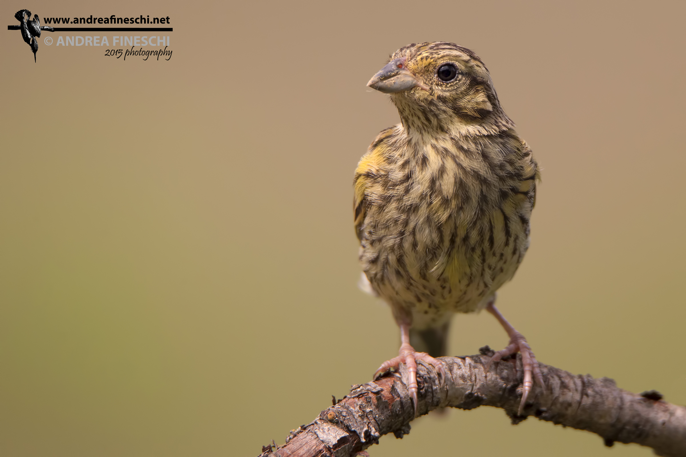 Young black bunting in light of sunset