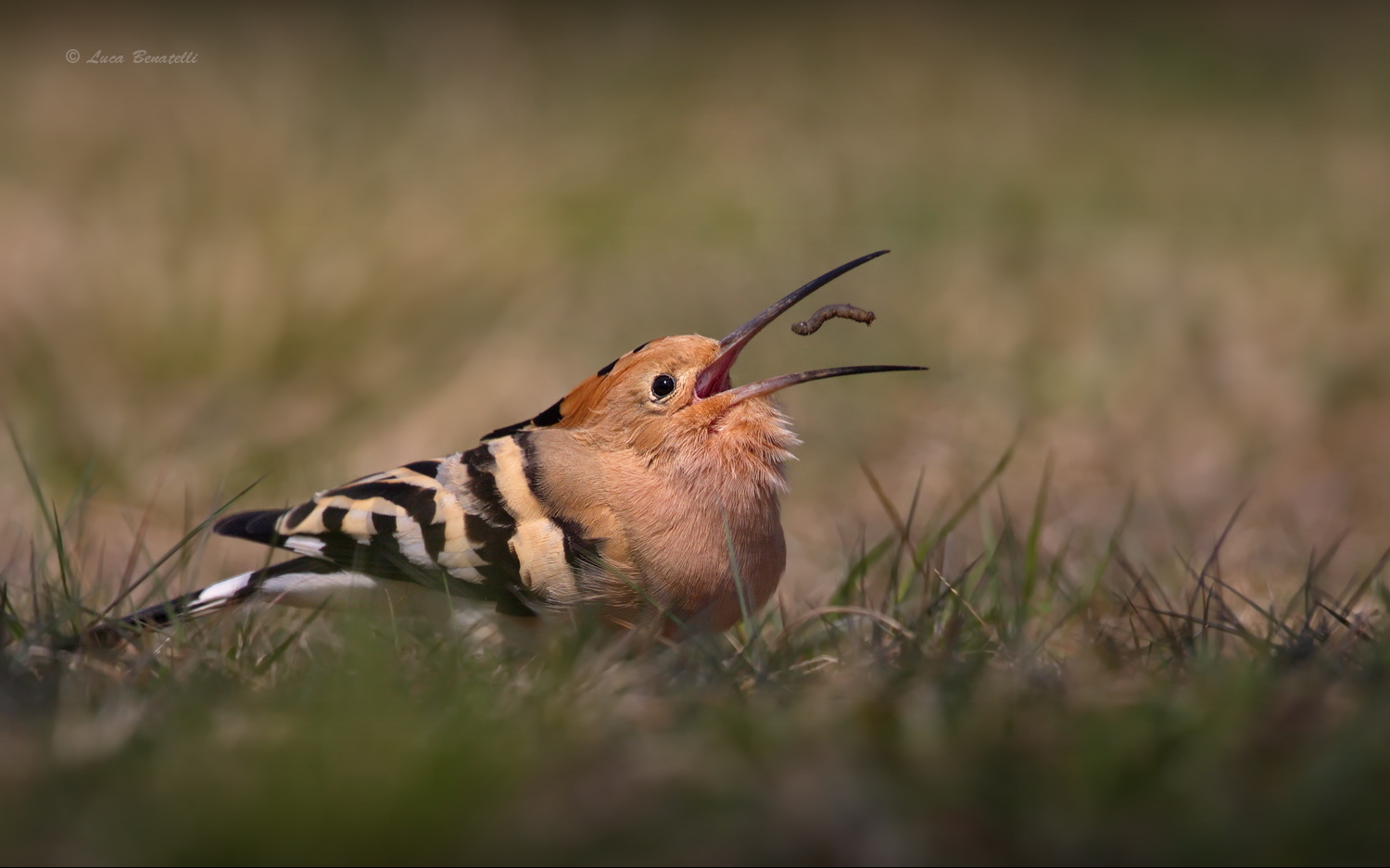 hoopoe