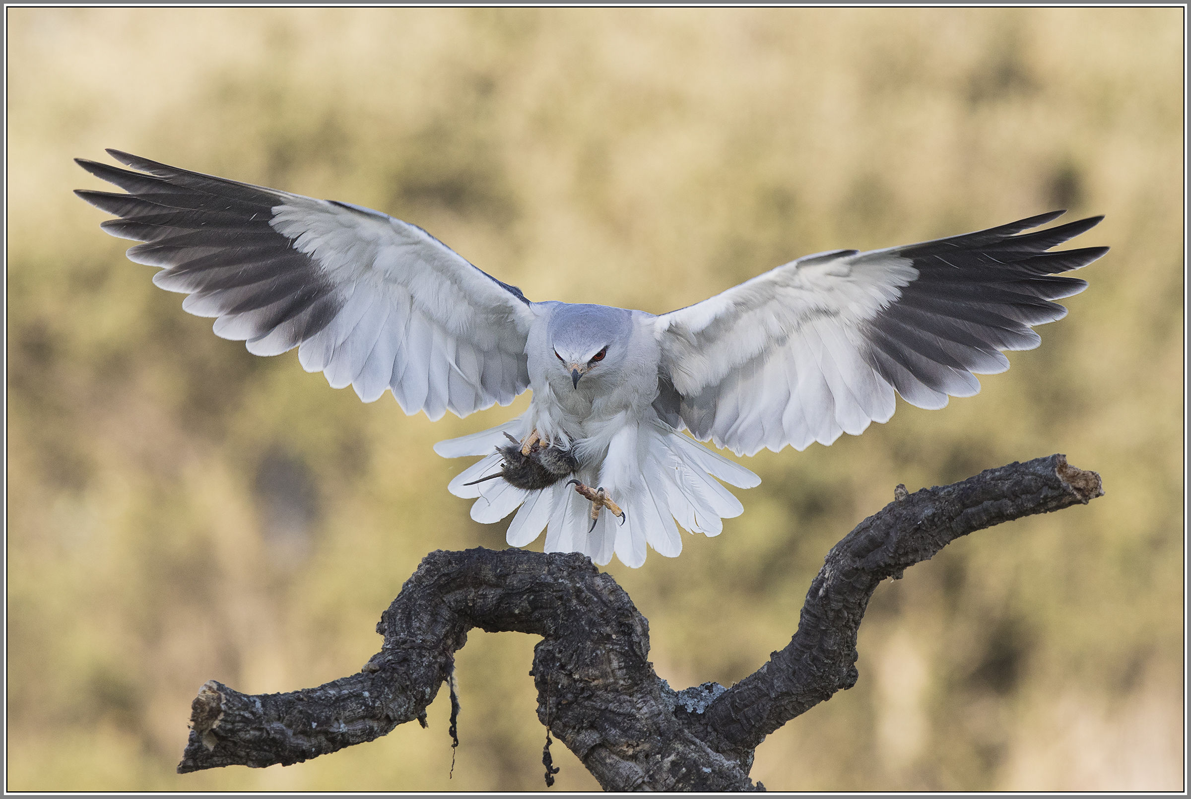 Nibbio Bianco  - Calera y Chozas -Toledo